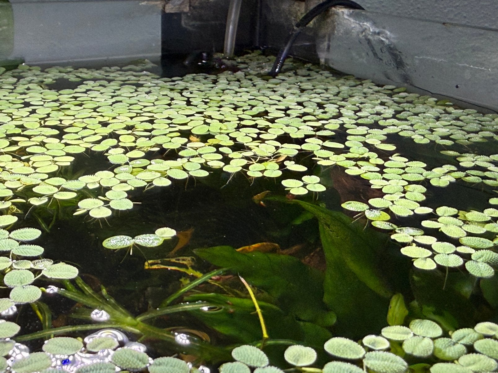 Salvinia Minima – Drijvende Aquariumplant, Ophalen of Verzenden, Nieuw, Plant(en), Steen of Hout
