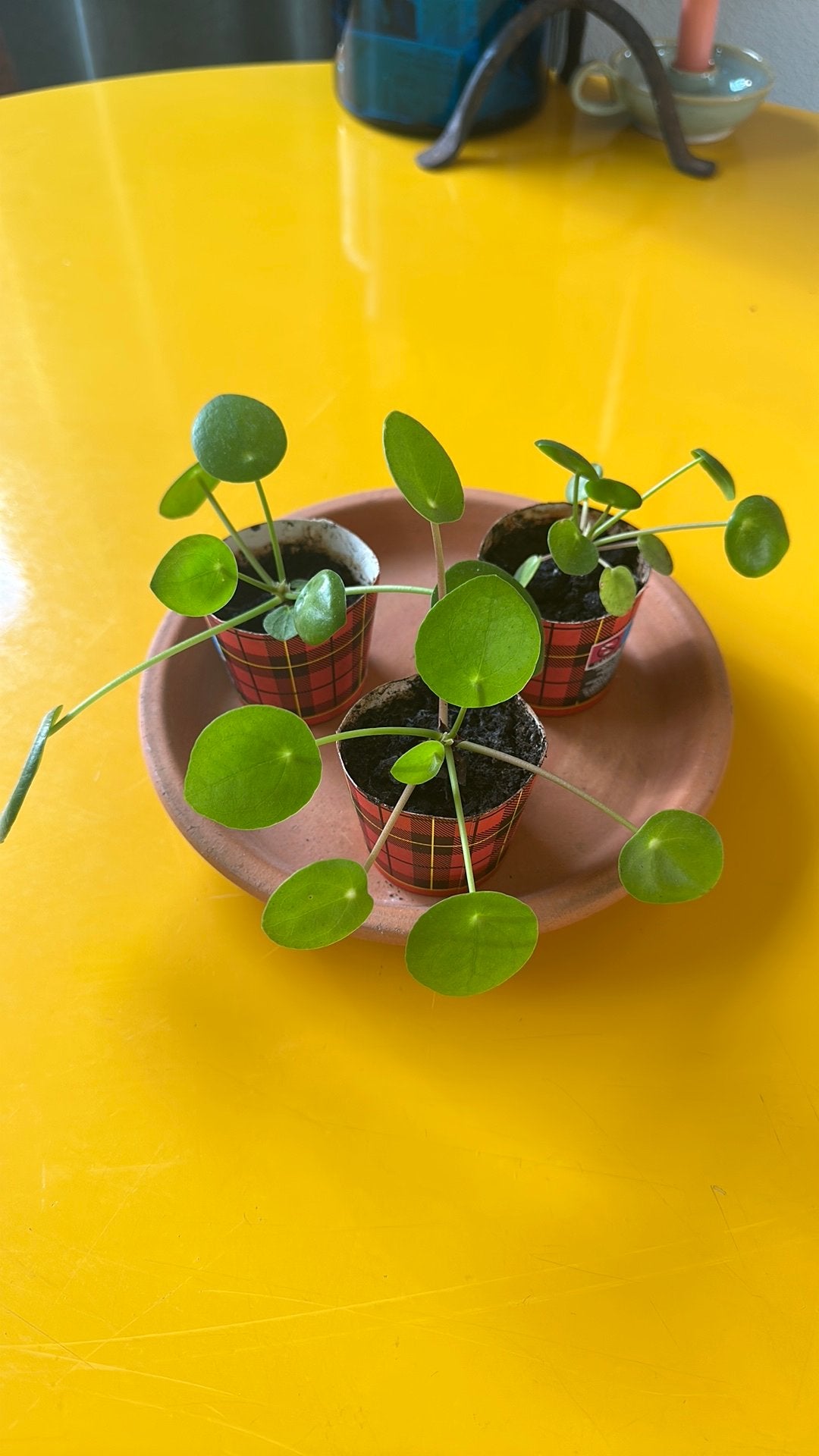 Pannekoekplantjes Pilea, Ophalen, Halfschaduw, Minder dan 100 cm