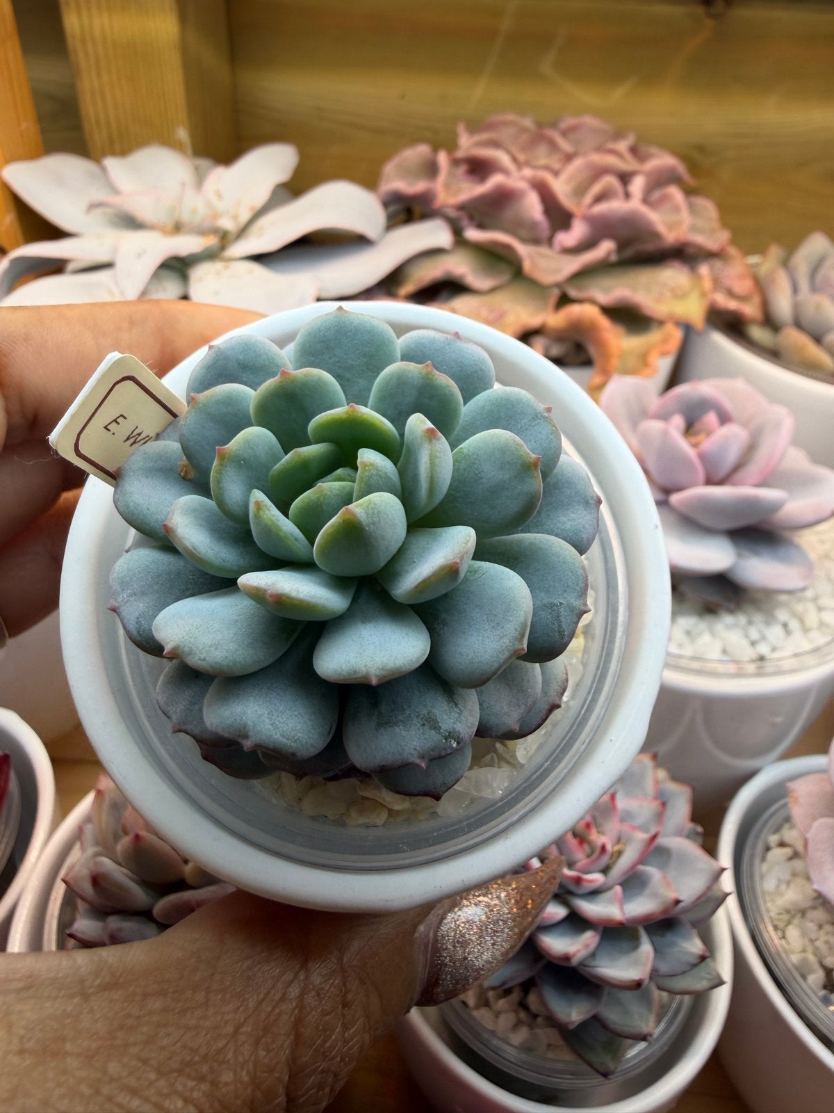 Echeveria White Fatty (Koreaans) - Zeldzame Vetplant, Overige soorten, Volle zon, Vaste plant, Verzenden
