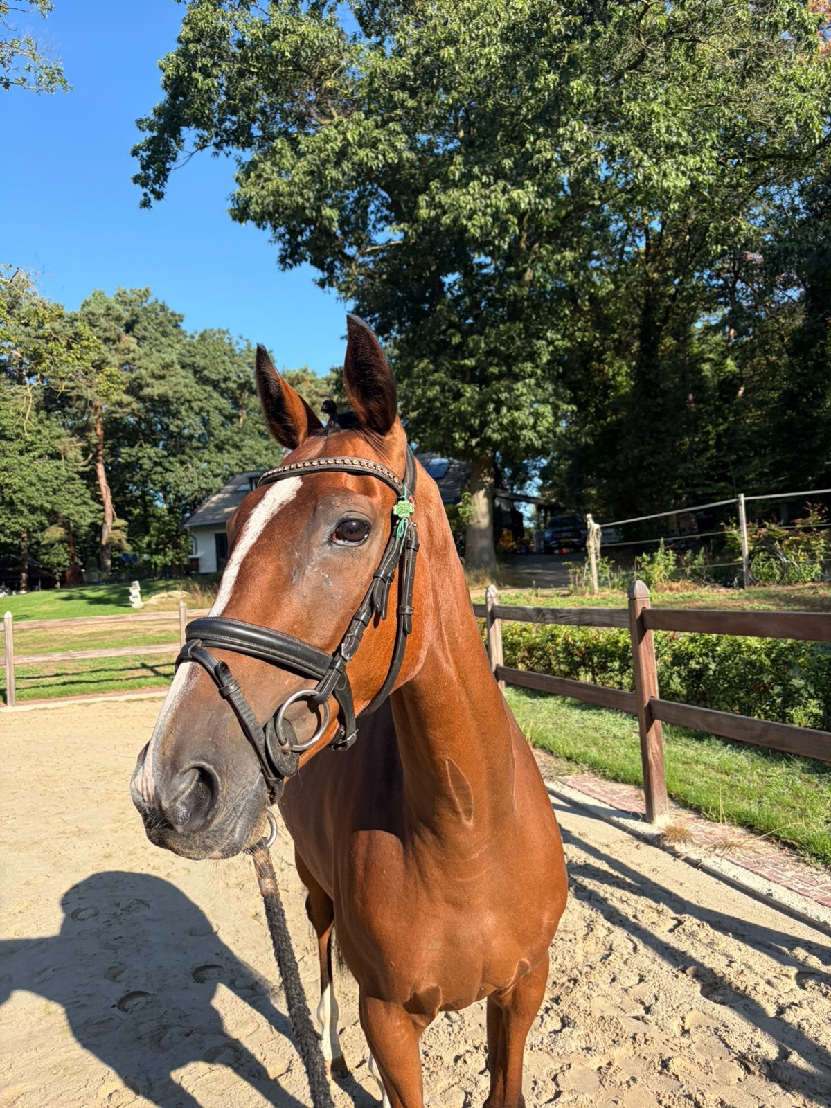 Lieve D pony te koop !, Merrie, Minder dan 160 cm, 3 tot 6 jaar, Recreatiepaard