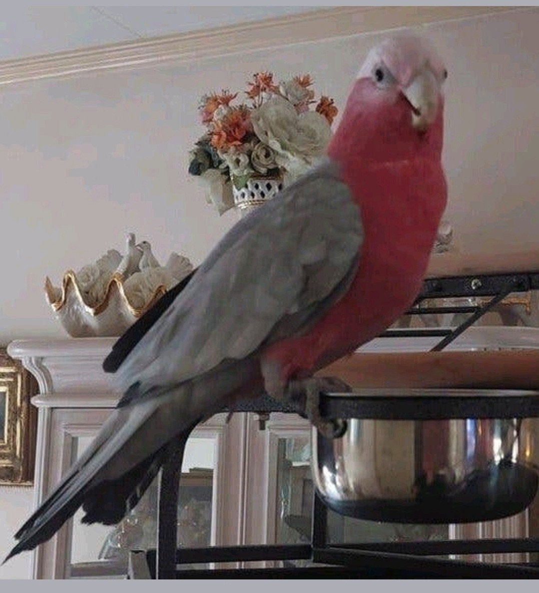 Vogel oppas in huislijke kring, Meerdere dieren, Papegaai