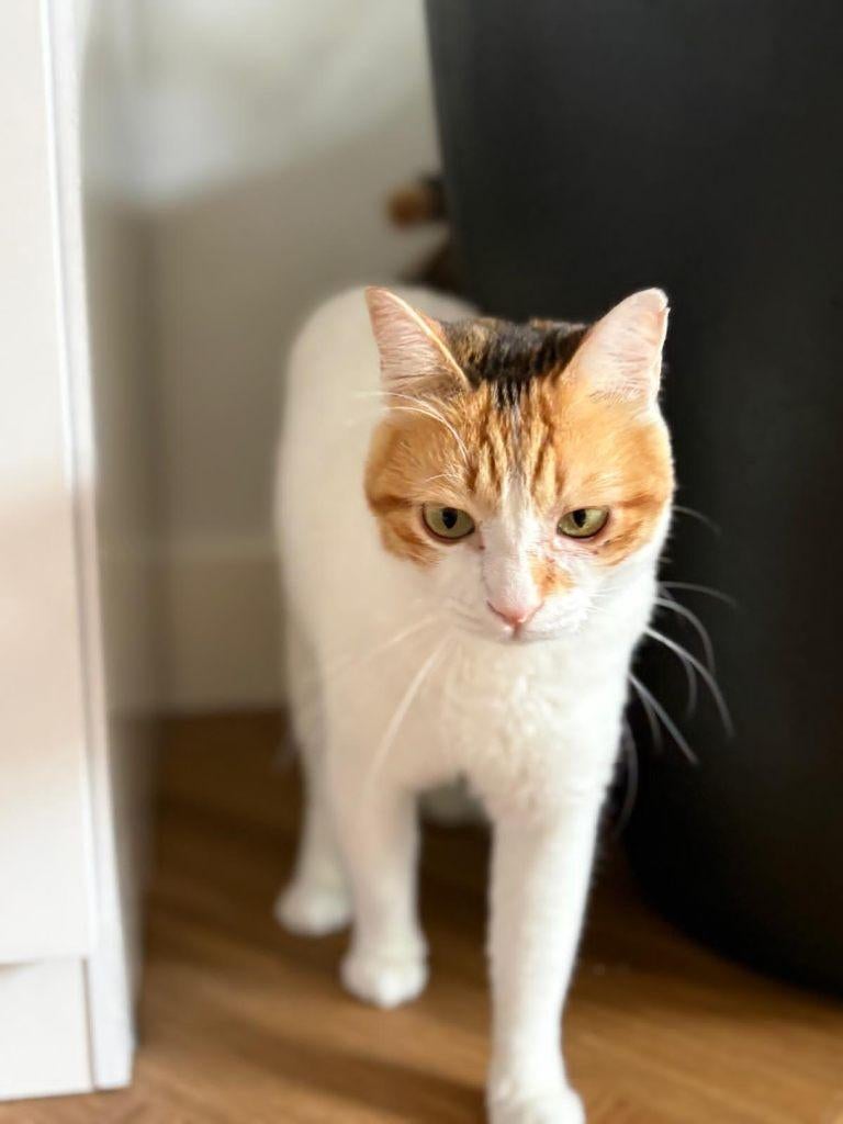 Cat for adoption: OSAKA, Dieren en Toebehoren, Katten en Kittens | Overige Katten, Poes, Kortharig, 0 tot 2 jaar