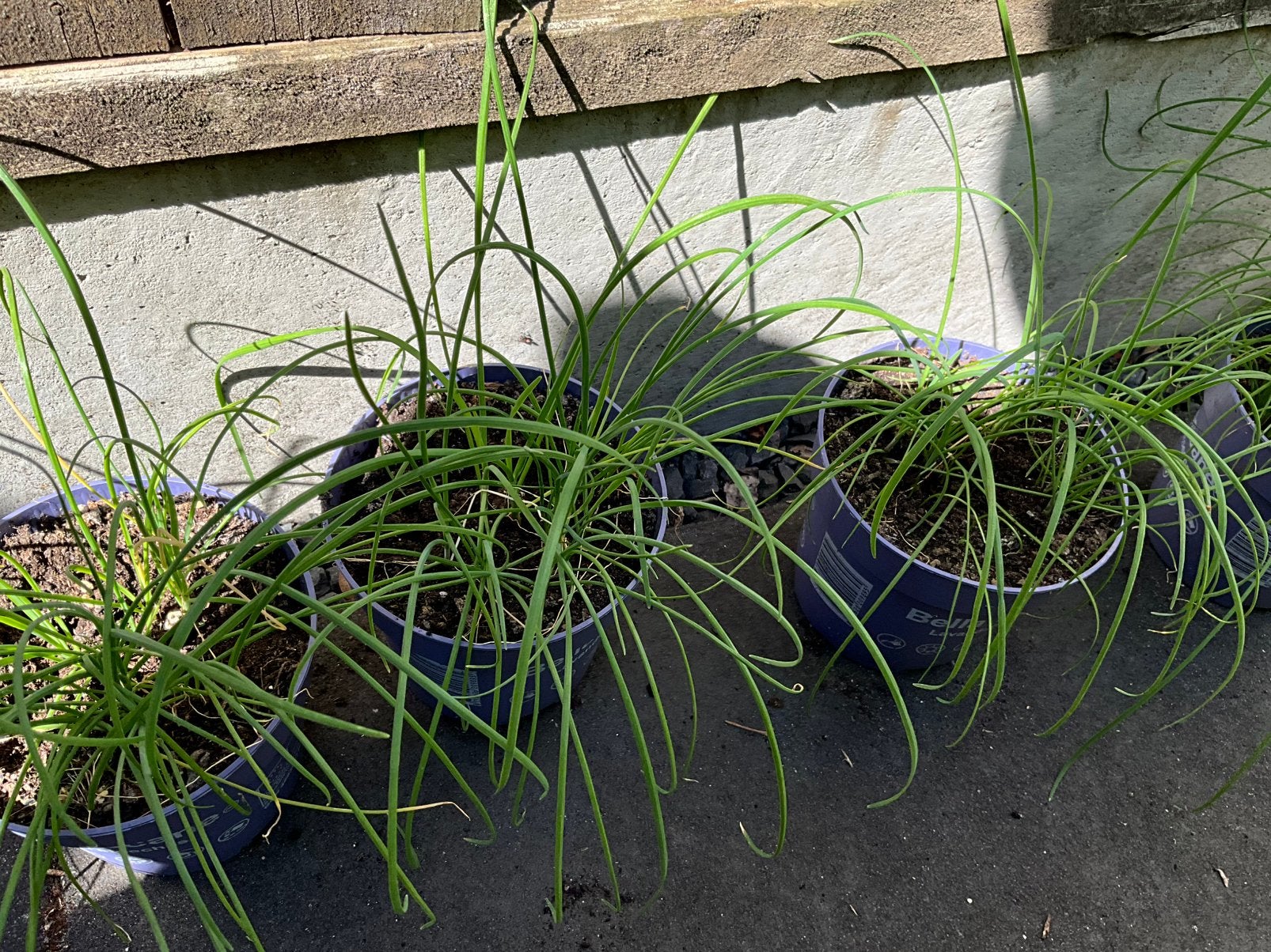 Biologische knoflookbieslook stekjes - Allium tuberosum, Tuin en Terras, Planten | Tuinplanten, Ophalen, Volle zon, Vaste plant