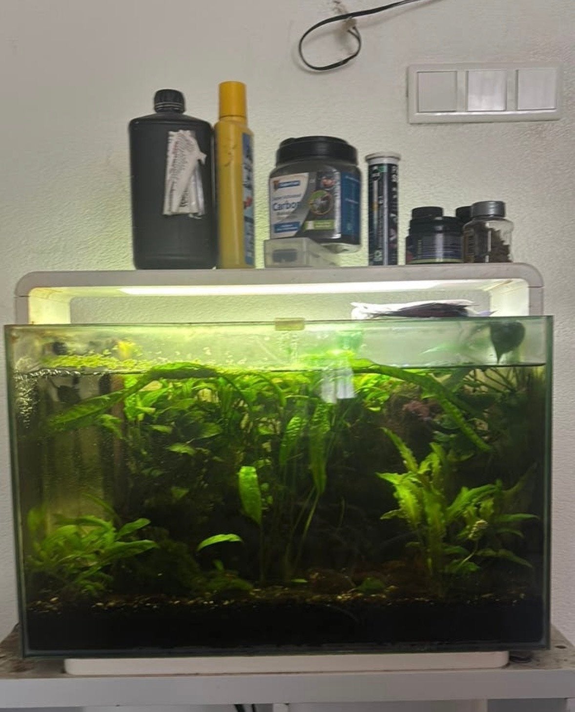 Aquarium, Dieren en Toebehoren, Vissen | Aquaria en Toebehoren, Ophalen, Gevuld zoetwateraquarium