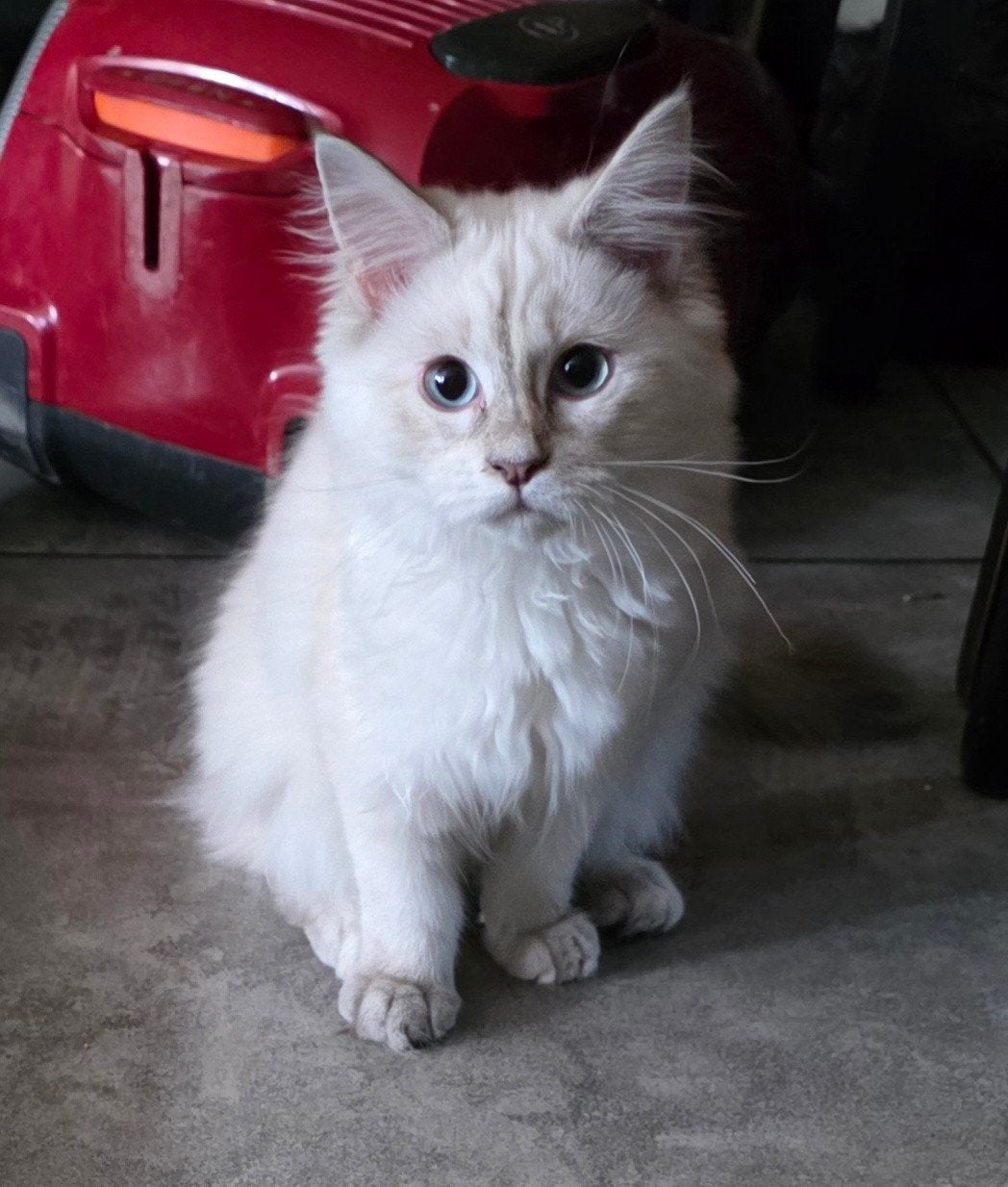 Maine coon  Sibeer nog 1 poesje, Dieren en Toebehoren, Meerdere dieren, Gechipt, 0 tot 2 jaar