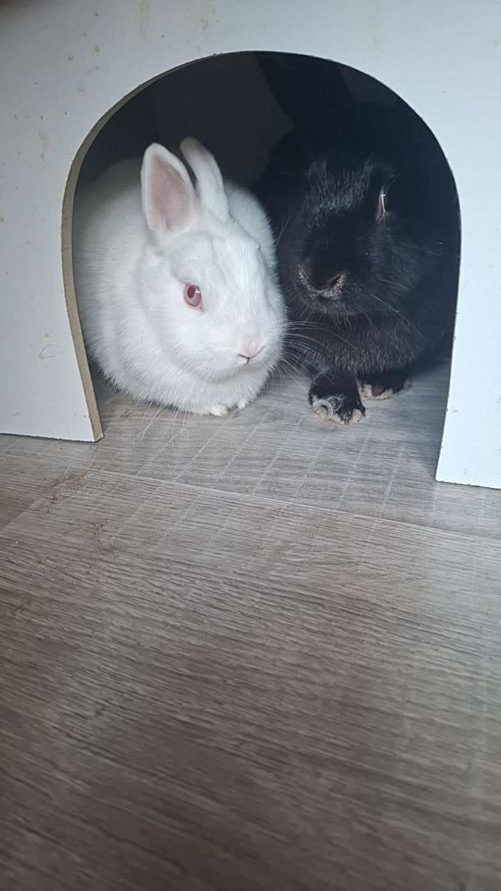 2 lieve konijnen, Ophalen, Verzorging