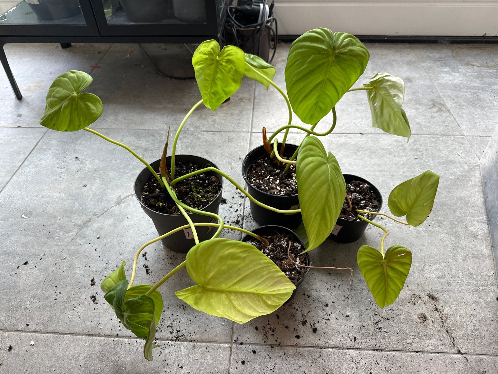 Philodendron McDowell - Prachtige Kamerplant, Ophalen of Verzenden, Halfschaduw, Minder dan 100 cm