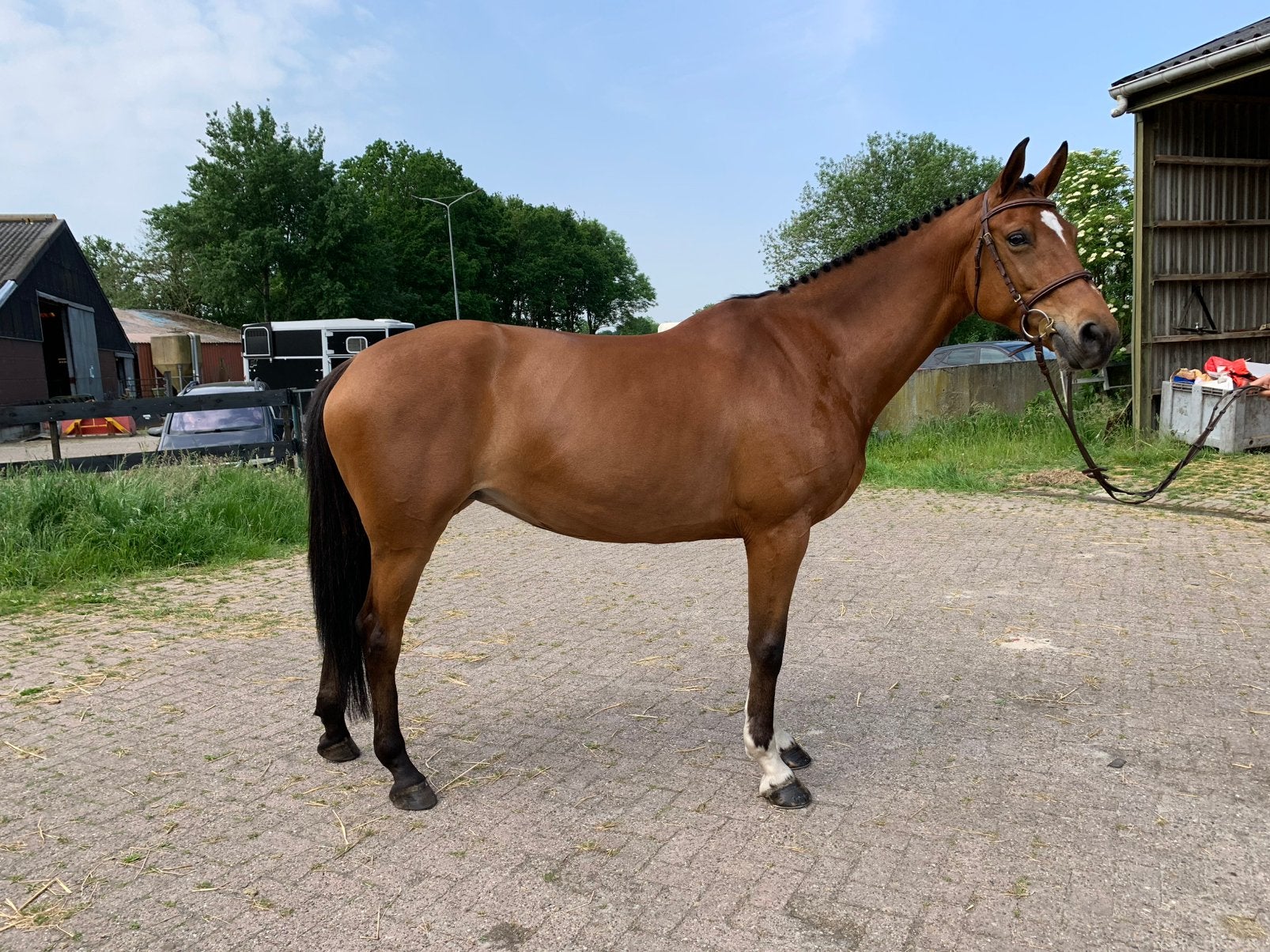 Fokmerrie uit de bewezen Loma-stam, Merrie