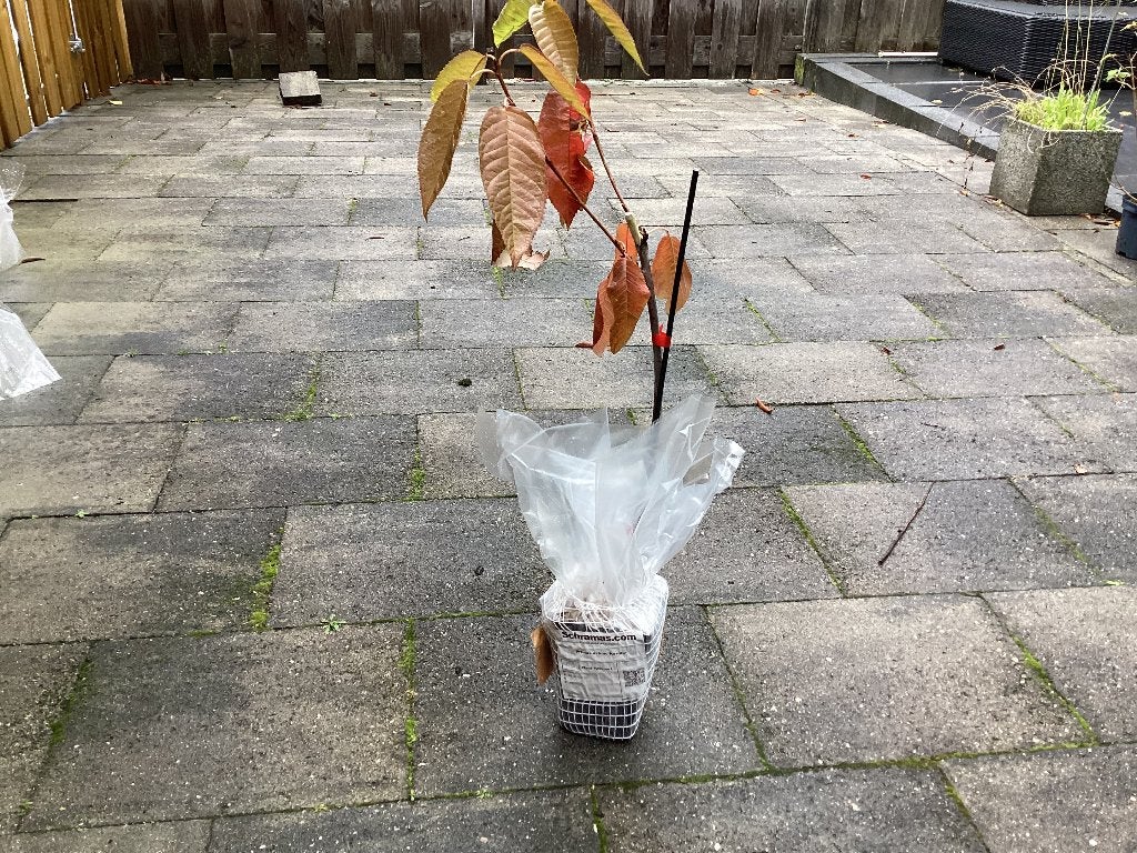 Kersenboom, Ophalen of Verzenden, Minder dan 100 cm, Kersenboom, Lente