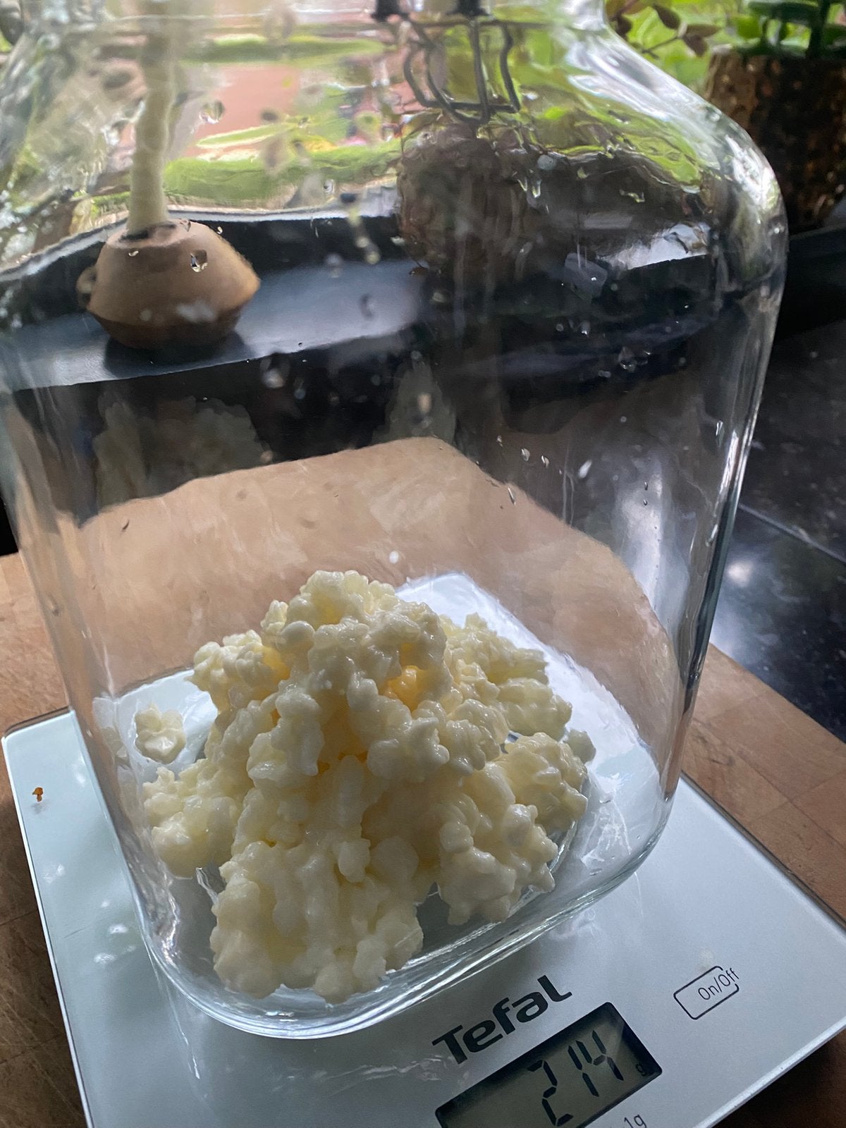 Kefir melk kefirkorrels, Diversen, Ophalen