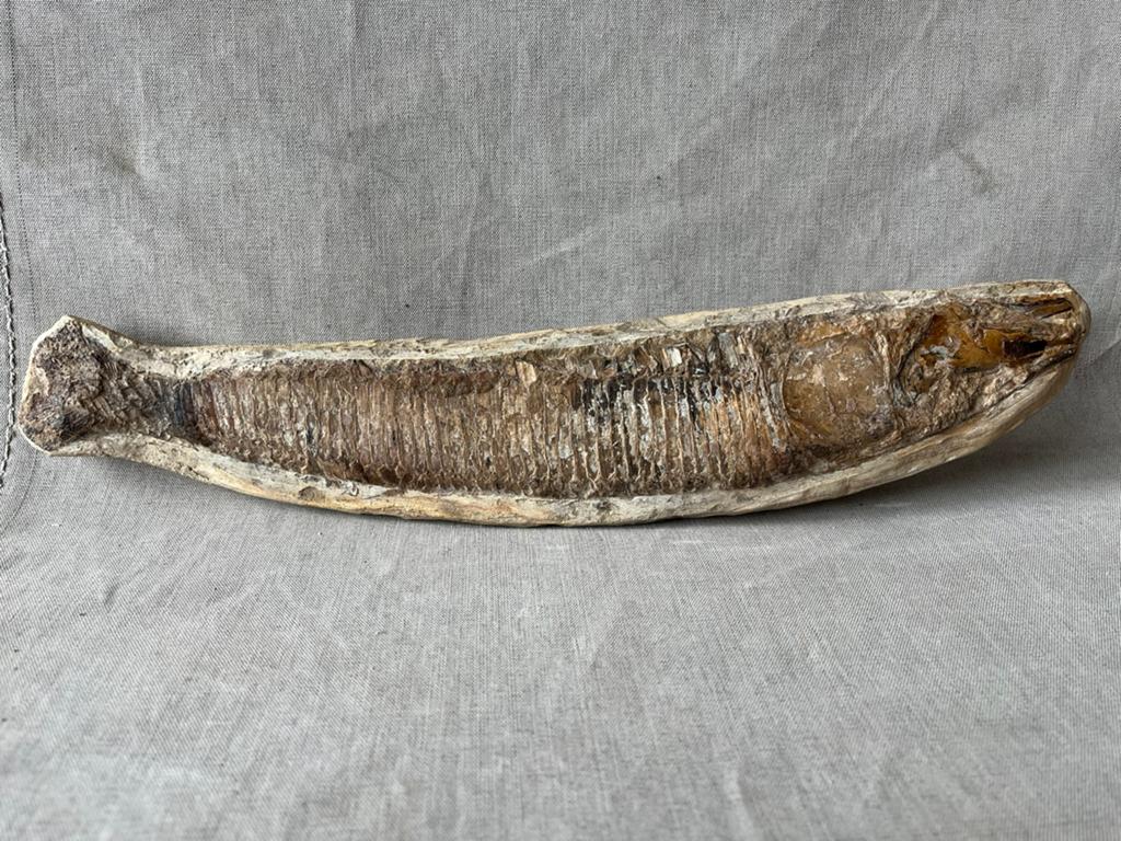 Fossielen stenen VIS ,”VINCTIFER COMPTONI “36 cm, Ophalen, Fossiel