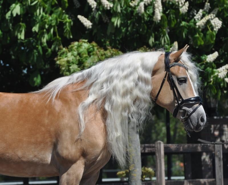 11 jarige haflinger merrie, Dieren en Toebehoren, Pony's, Merrie, Met stamboom, L, 7 tot 10 jaar