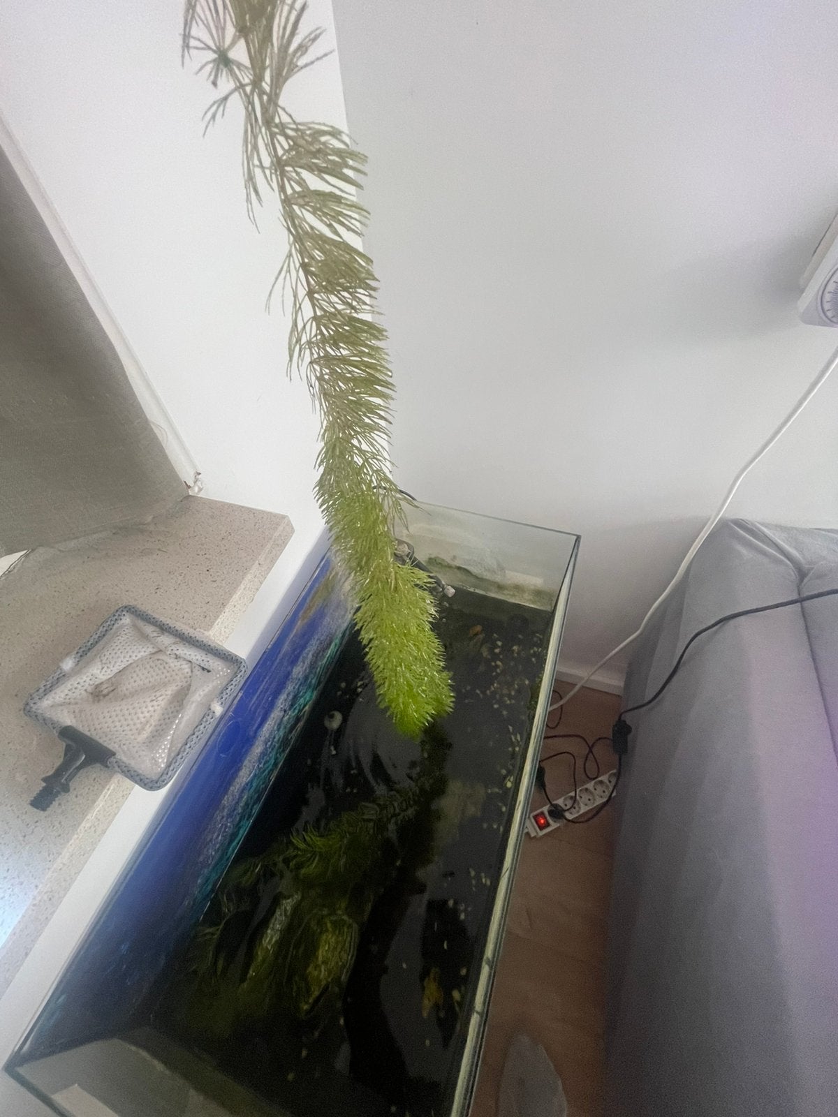 Aquarium plant 70 cent per stuk, Ophalen, Zo goed als nieuw, Plant(en), Steen of Hout