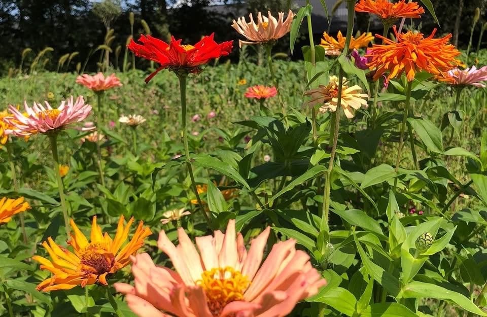 Plukbloemen, Volle zon, Tweejarig, Zomer, Ophalen