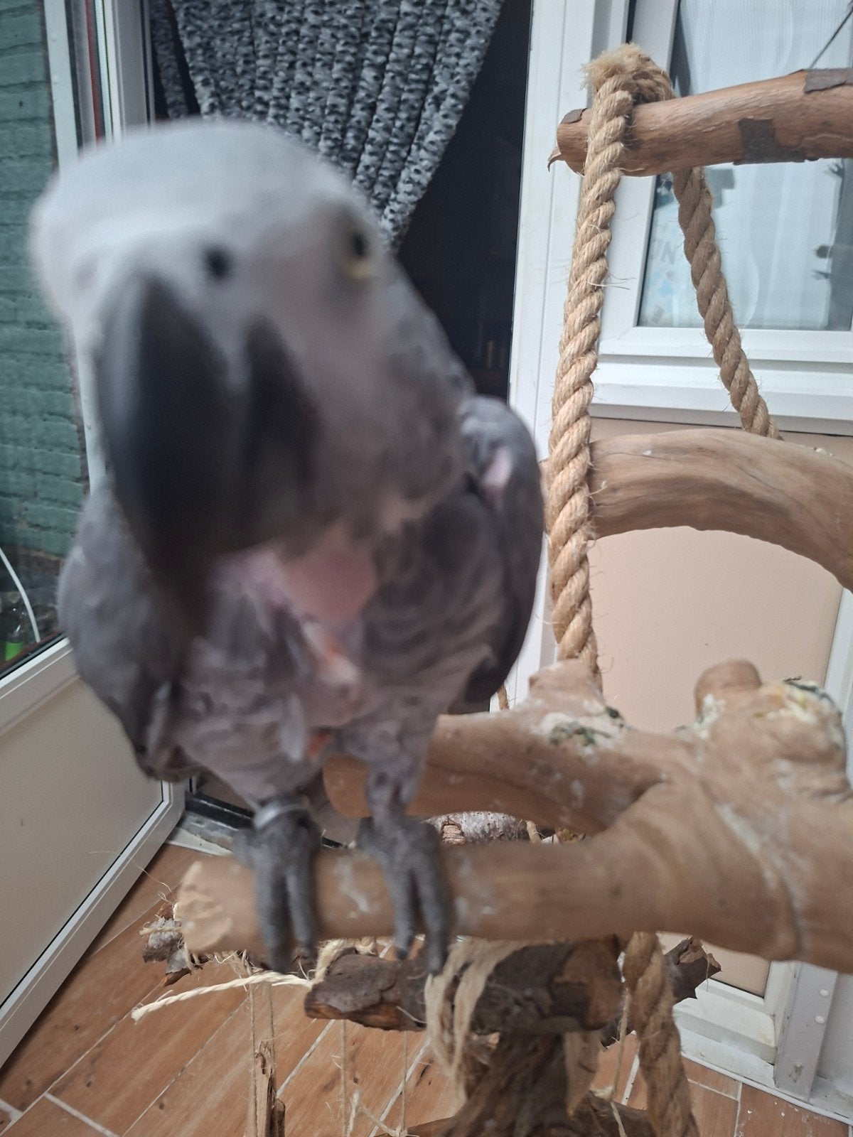 super tamme grijze roodstaart, Dieren en Toebehoren, Vrouwelijk, Papegaai, Tam