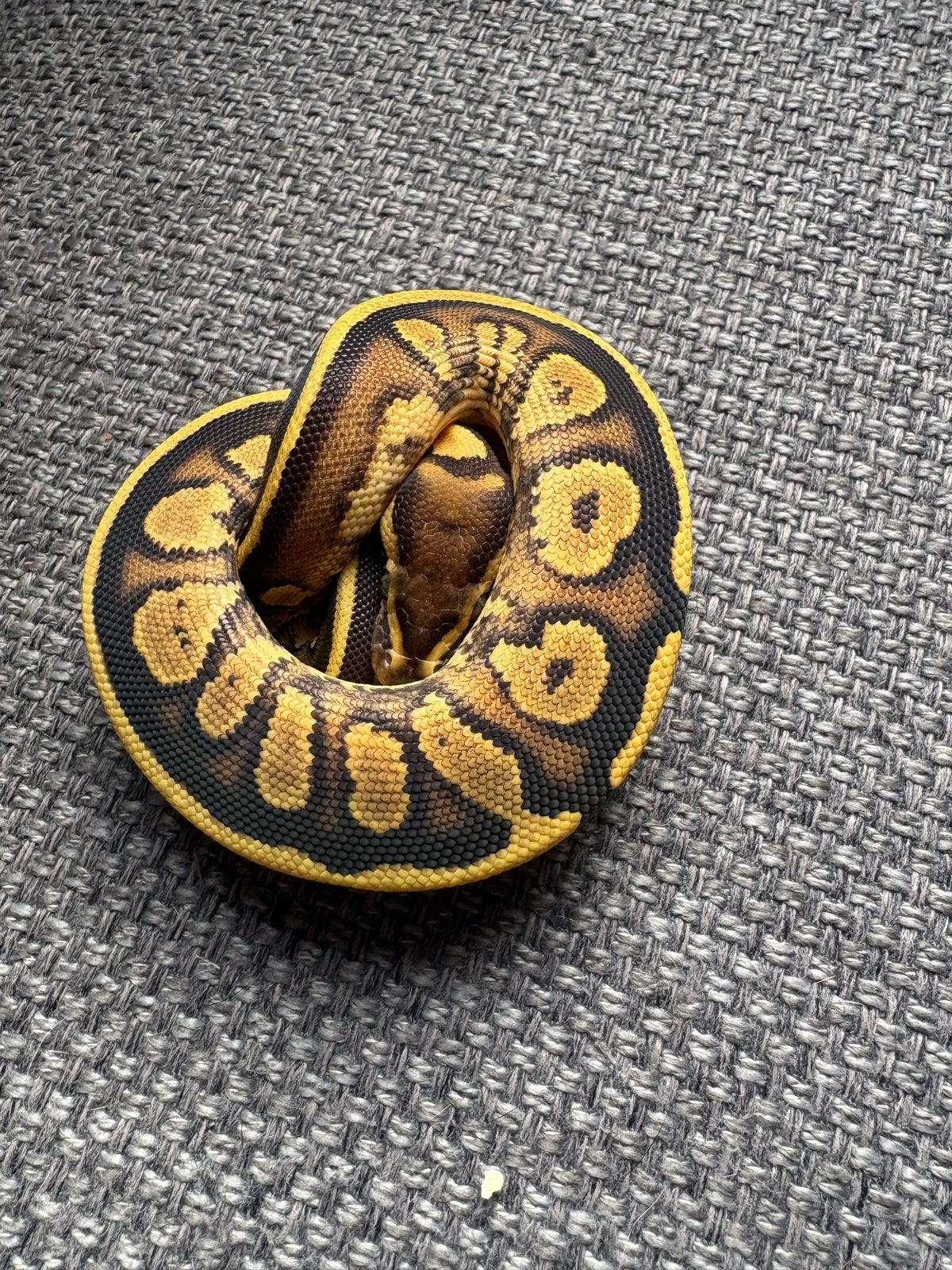 0.1 Mojave fire th ultramel hypo piebald Ball Python - female for sale from van hintum