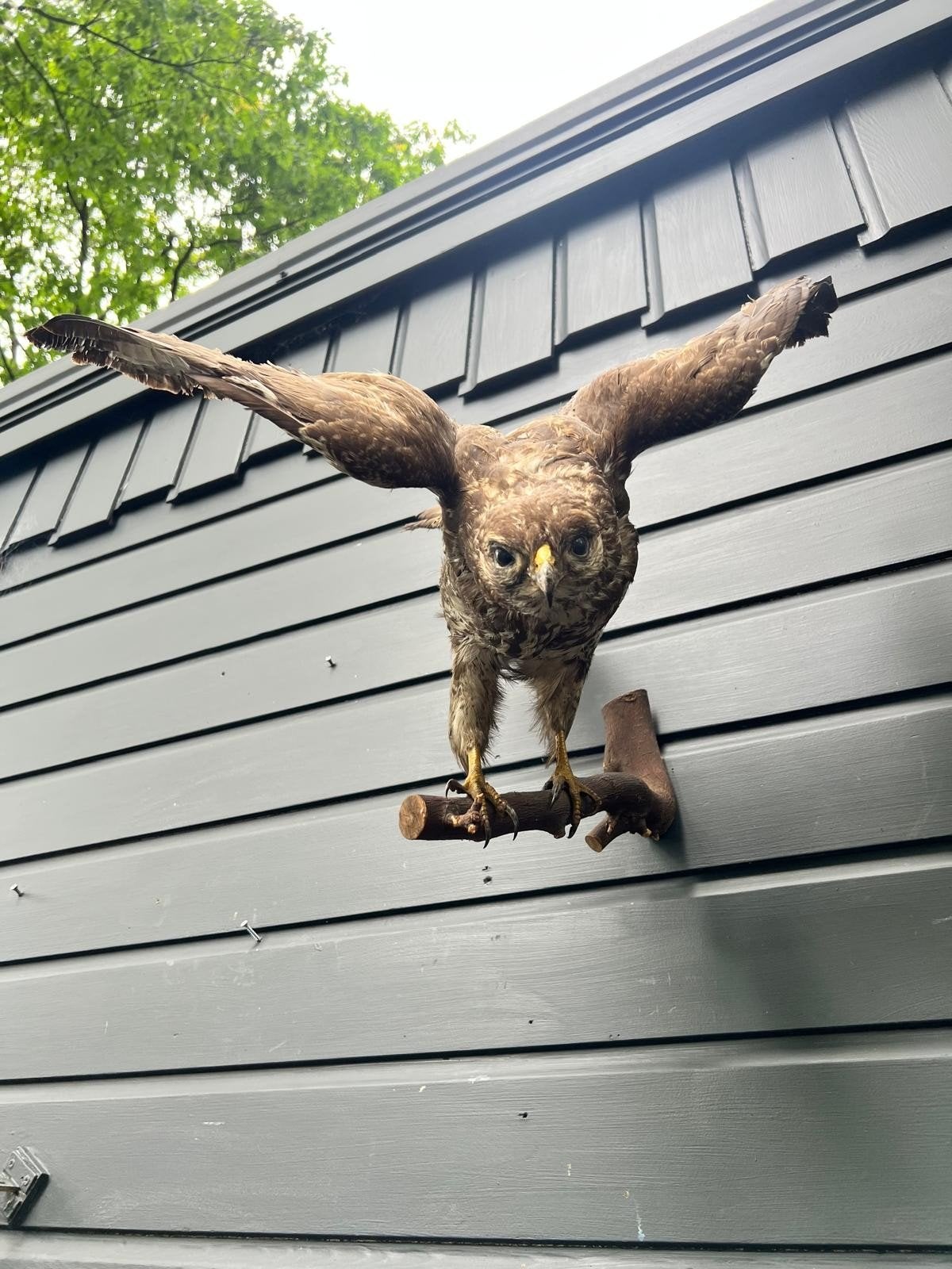 Mooie Buizerd, Ophalen of Verzenden, Zo goed als nieuw, Vogel, Opgezet dier