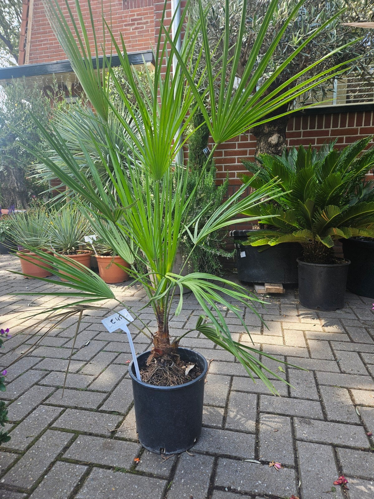 Palmen, Europese dwergpalm, trachycarpus & Rostrata, Ophalen of Verzenden, Overige soorten, Volle zon