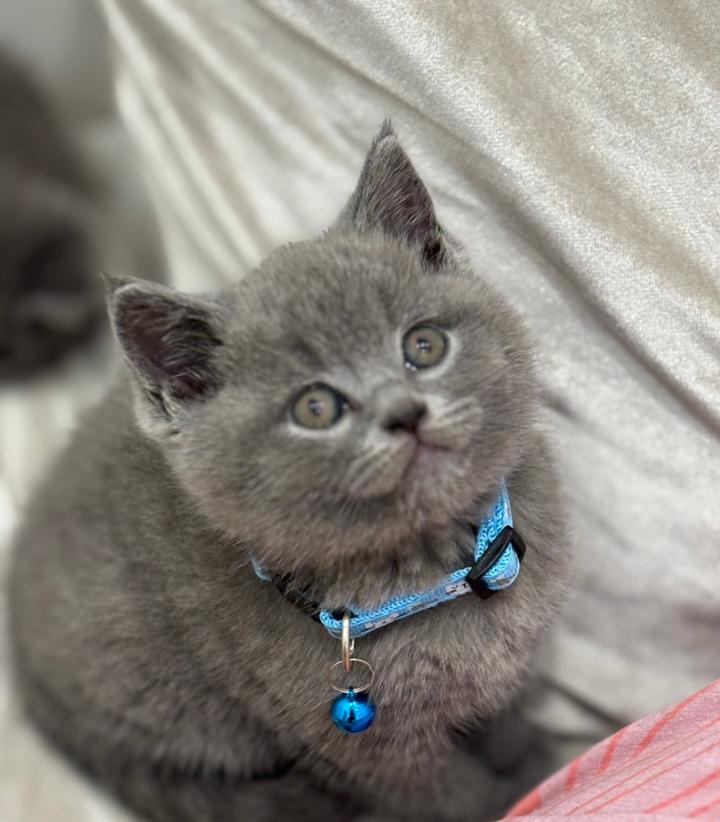 Britse korthaar kitten poesje, Meerdere dieren, Ontwormd