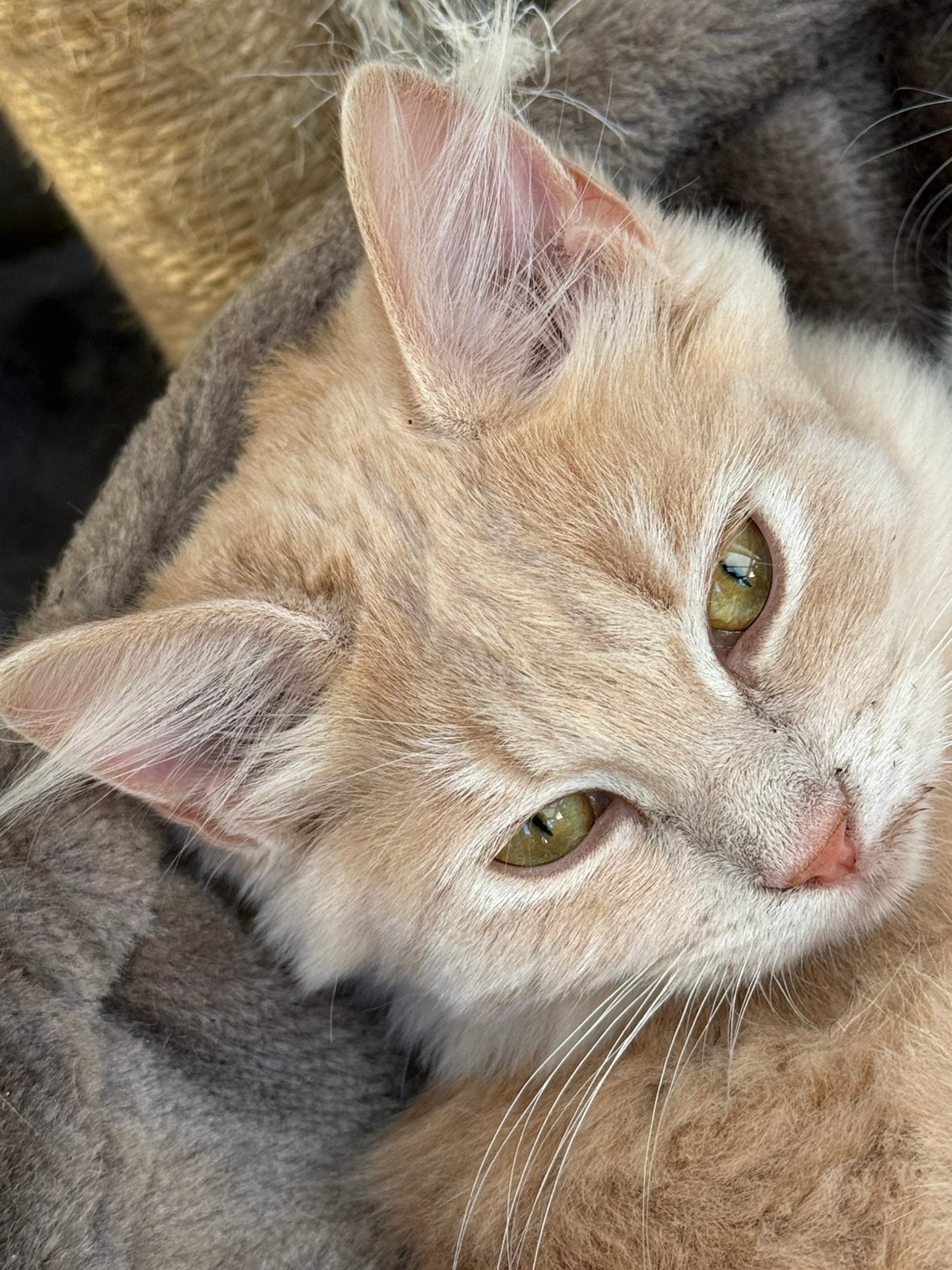 Prachtige ragdoll kater, Kater, Gechipt, 0 tot 2 jaar
