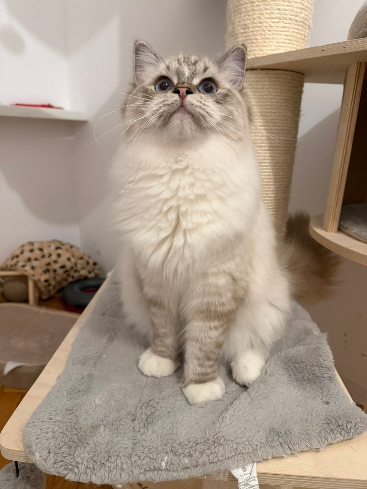 Prachtige Ragdoll kitten stamboom, Kater