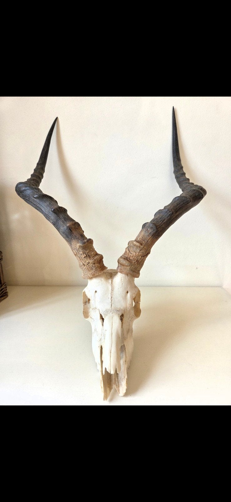 Dierenschedel met hoorns, Ophalen