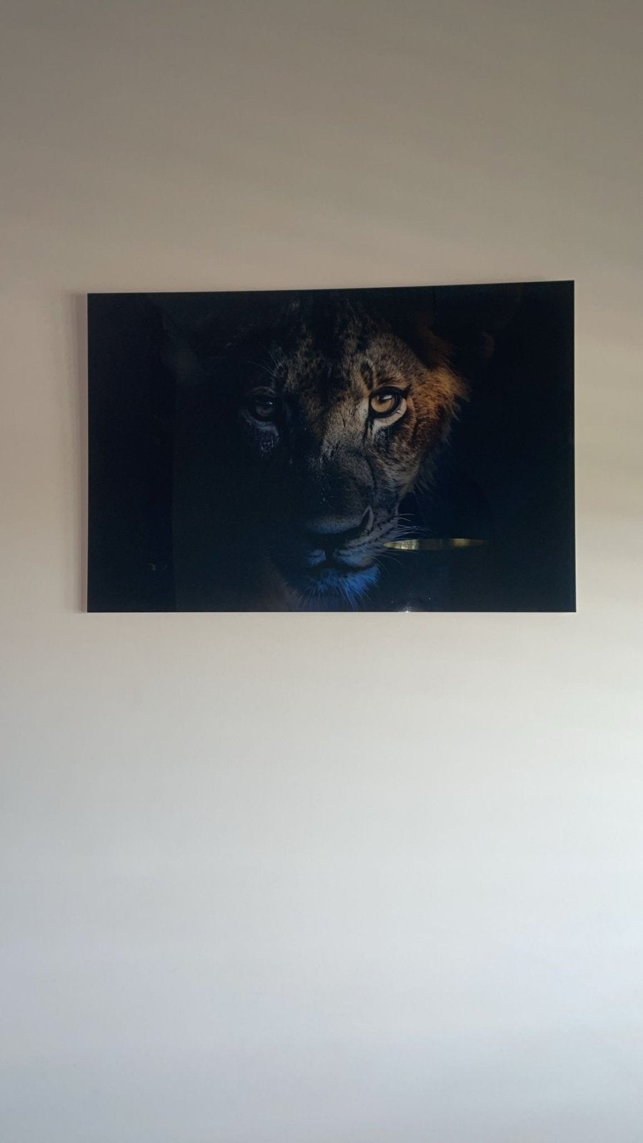 Indrukwekkende Leeuwenkop Foto op plexiglas  - 75x50cm, Huis en Inrichting, Woonaccessoires | Schilderijen, Tekeningen en Foto's