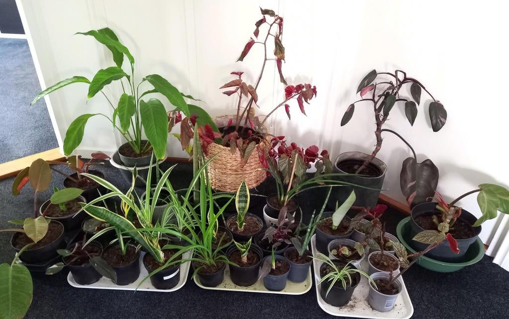 Diverse kamerplanten 💚 groot pakket, Ophalen, Overige soorten, Halfschaduw, Minder dan 100 cm