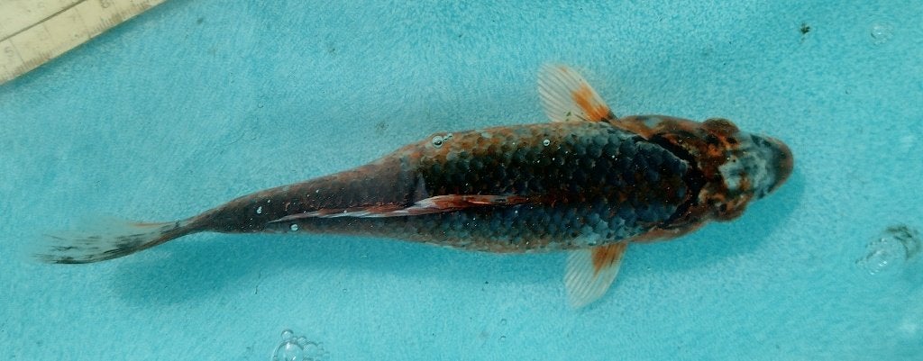 Koi 19 20cm, Karper of Koi