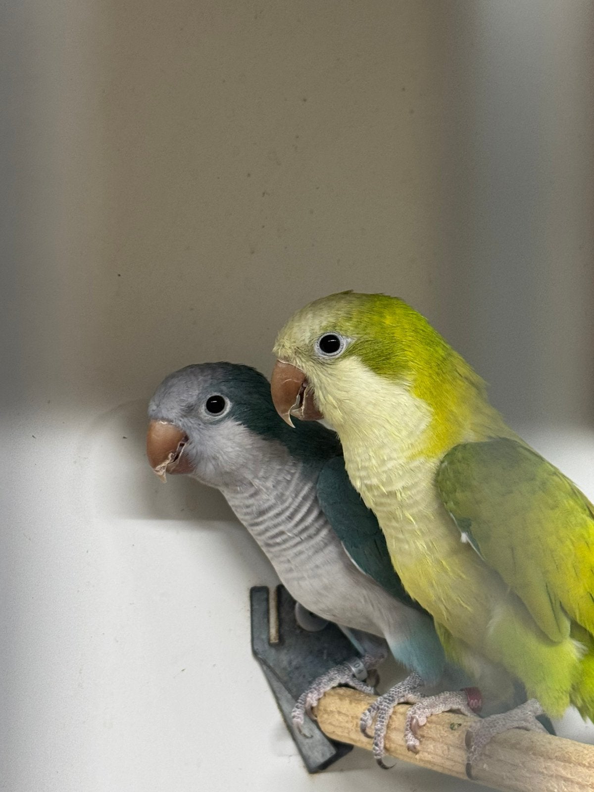 2 mooie mannen muisparkieten, Dieren en Toebehoren, Mannelijk, Parkiet, Tam