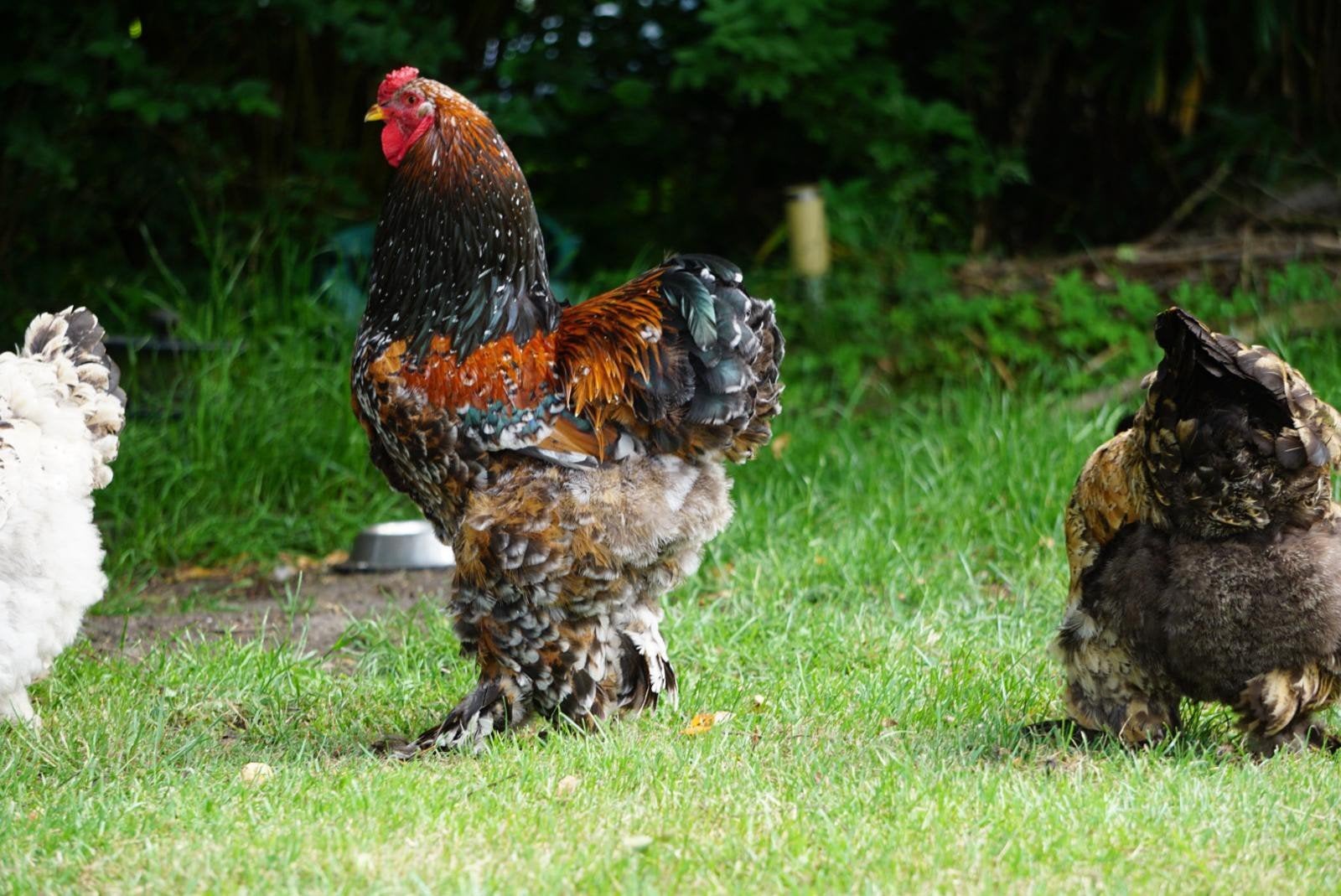 Mooie Brahma haan groot porselein, Dieren en Toebehoren, Pluimvee, Mannelijk, Kip