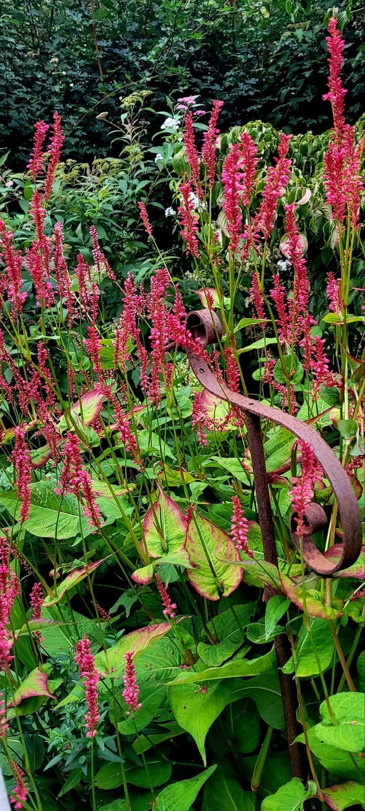 40 soorten planten om uit te kiezen, Ophalen, Overige soorten, Volle zon