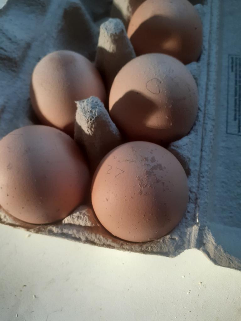 Broedeieren Sussex wit, Dieren en Toebehoren, Ophalen, Overige typen