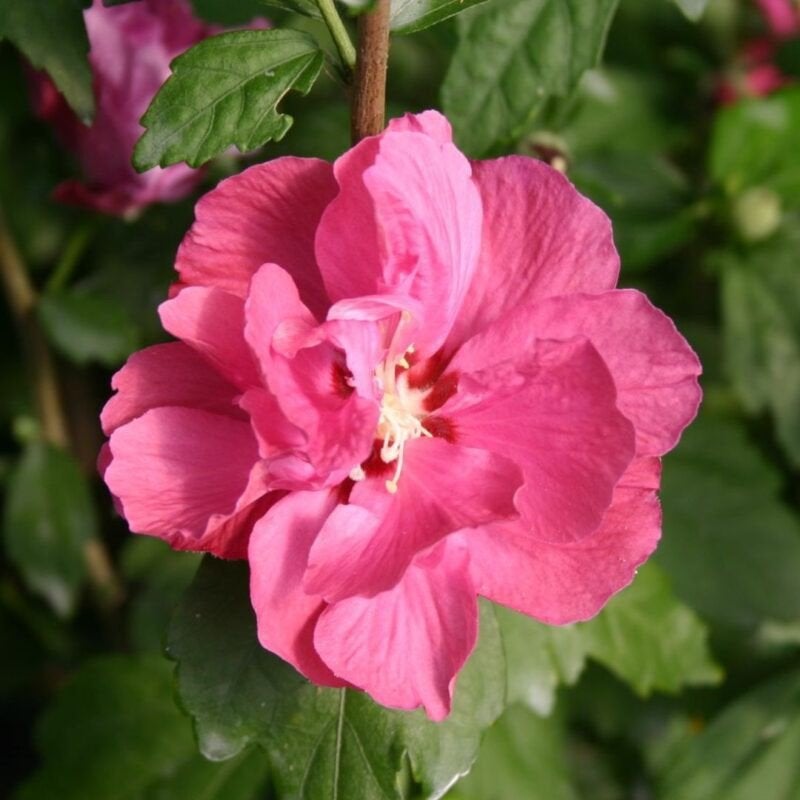 Hibiscus 🌸, Ophalen, Overige soorten, Halfschaduw