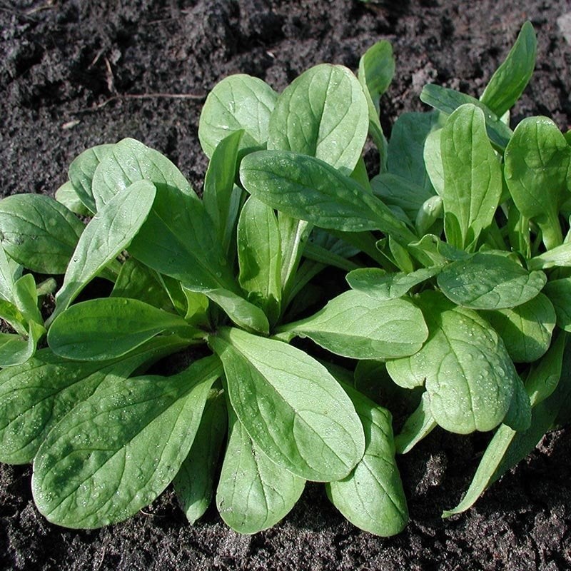 Uit de biologische moestuin: Veldsla, zaden, Tuin en Terras, Ophalen of Verzenden, Najaar, Volle zon, Zaad