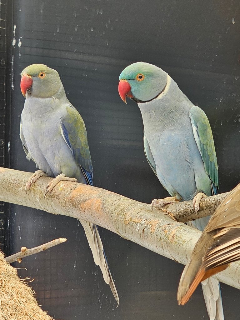 Koppel Halsbandparkieten | blauw turquoise | 2020/2022, Dieren en Toebehoren, Meerdere dieren, Parkiet, Geringd