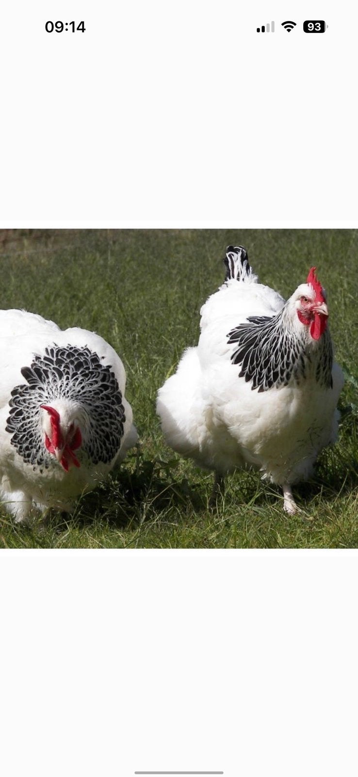 3 sussex kippen, Vrouwelijk, Kip