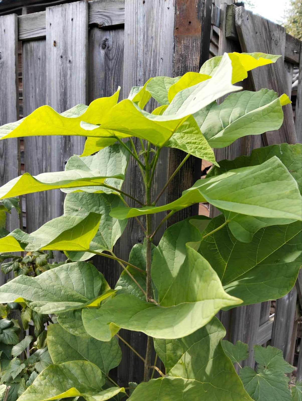 Jonge Catalpa boom - Trompetboom, Tuin en Terras, 100 tot 250 cm, Zomer, Volle zon, In pot