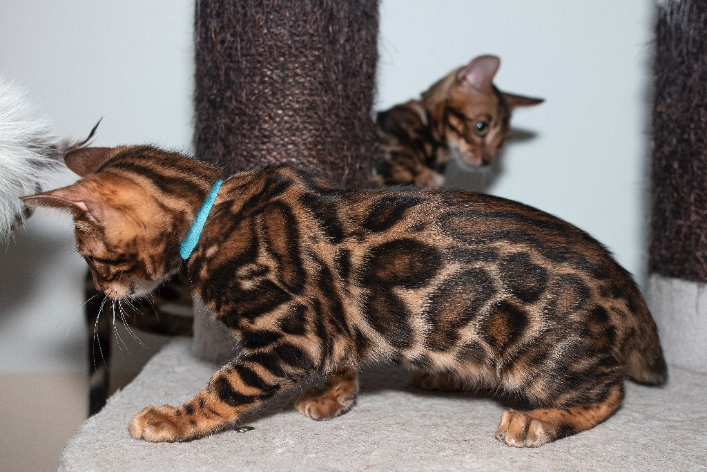 Twee prachtige raszuivere Bengaalse katertjes, Dieren en Toebehoren, Kater, Met stamboom, 0 tot 2 jaar