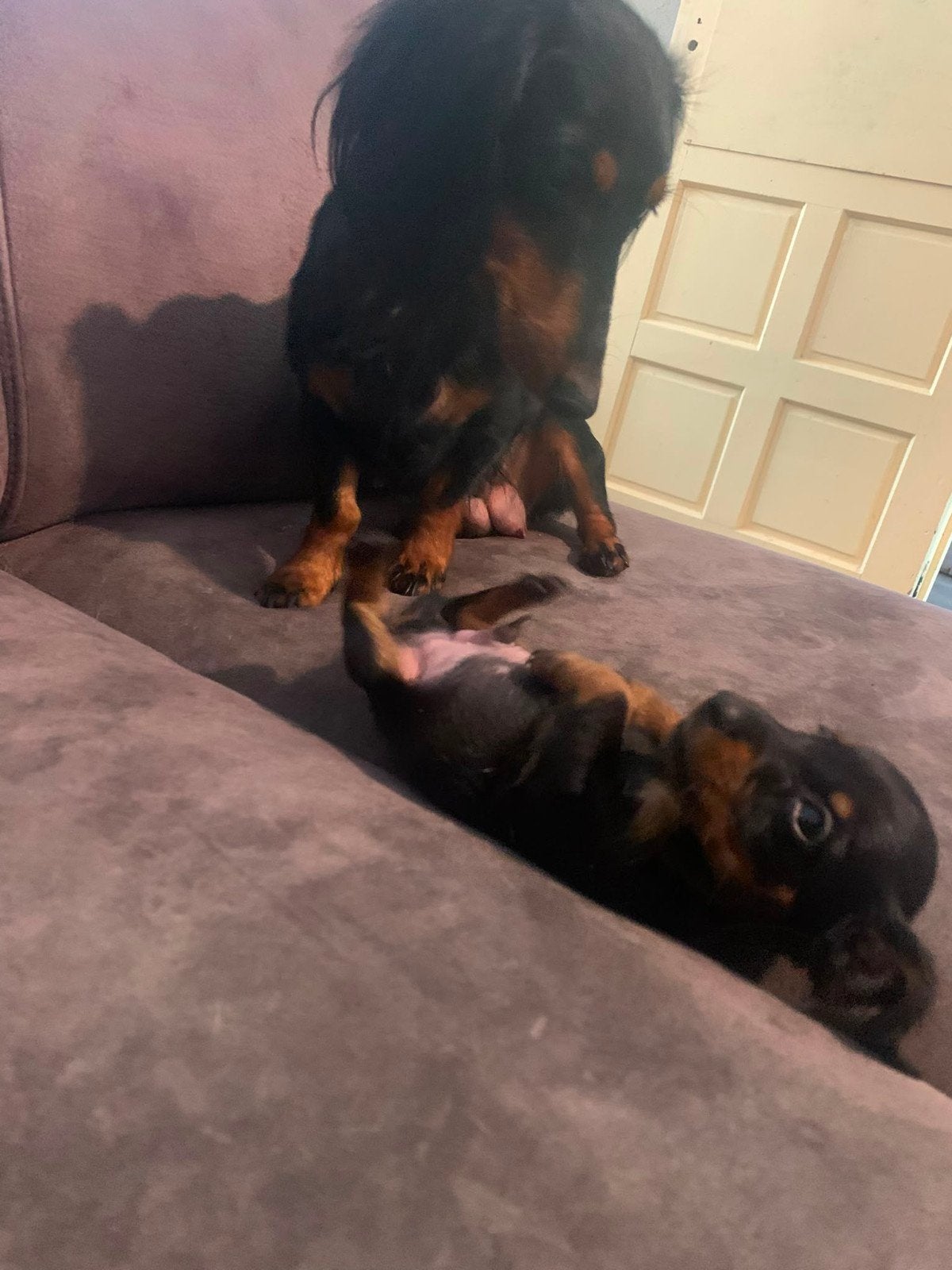 Prachtige Kaninchen/Dwergteckel pups korhaar, 8 tot 15 weken, Dwerg, Langhaar, Meerdere dieren