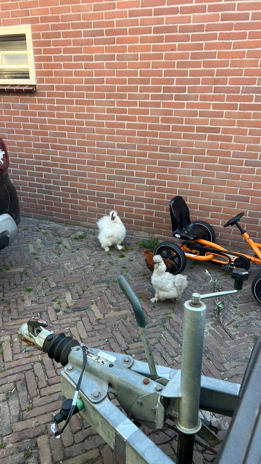 Prachtige wit grijze zeidehoen  haantjes, Dieren en Toebehoren