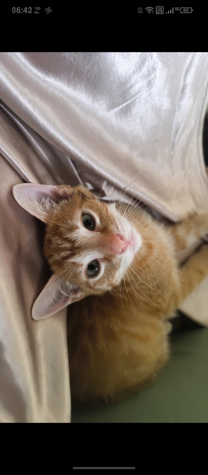 Rood kitten Kater super knap ), Dieren en Toebehoren, Katten en Kittens | Raskatten | Korthaar, Kater, Ontwormd, 0 tot 2 jaar