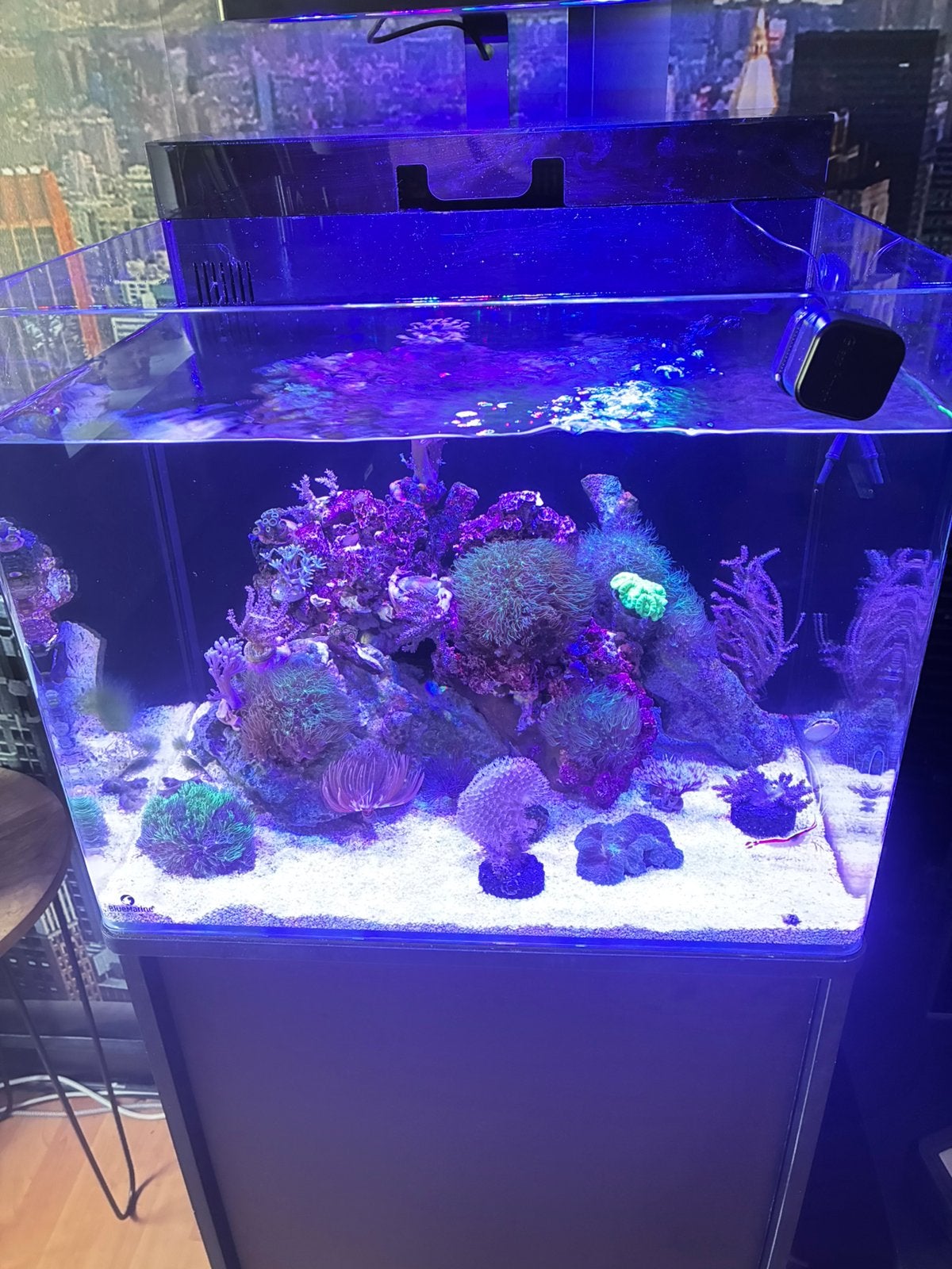 Mooie gevulde Blue marine reef 90 aquarium met kast, Ophalen, Gevuld zeewateraquarium, Zo goed als nieuw, Blue Marine