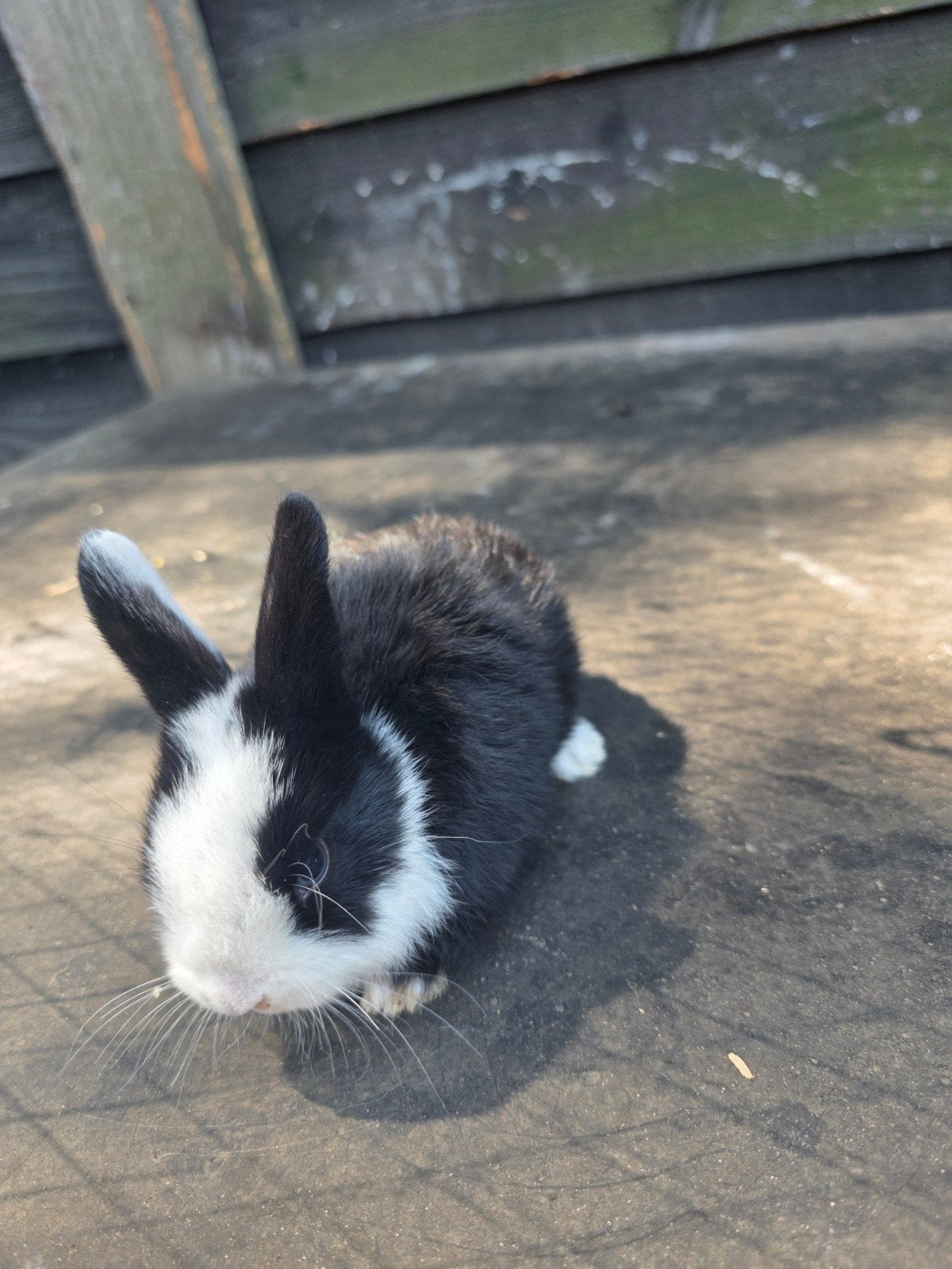 Jonge Hollander konijntjes gratis, Dieren en Toebehoren, Meerdere dieren