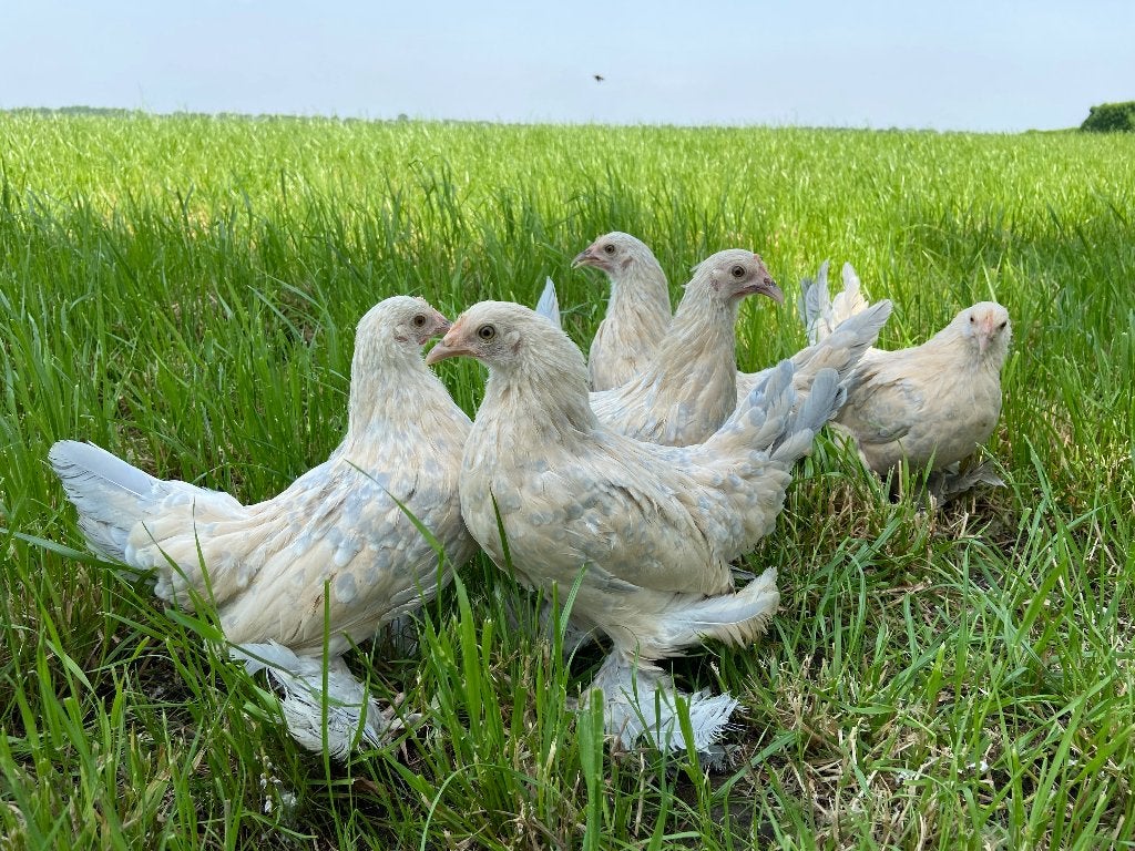 Jonge tamme Sabelpoot kriel kippen gesekst & ingeënt, Dieren en Toebehoren, Pluimvee, Vrouwelijk, Kip