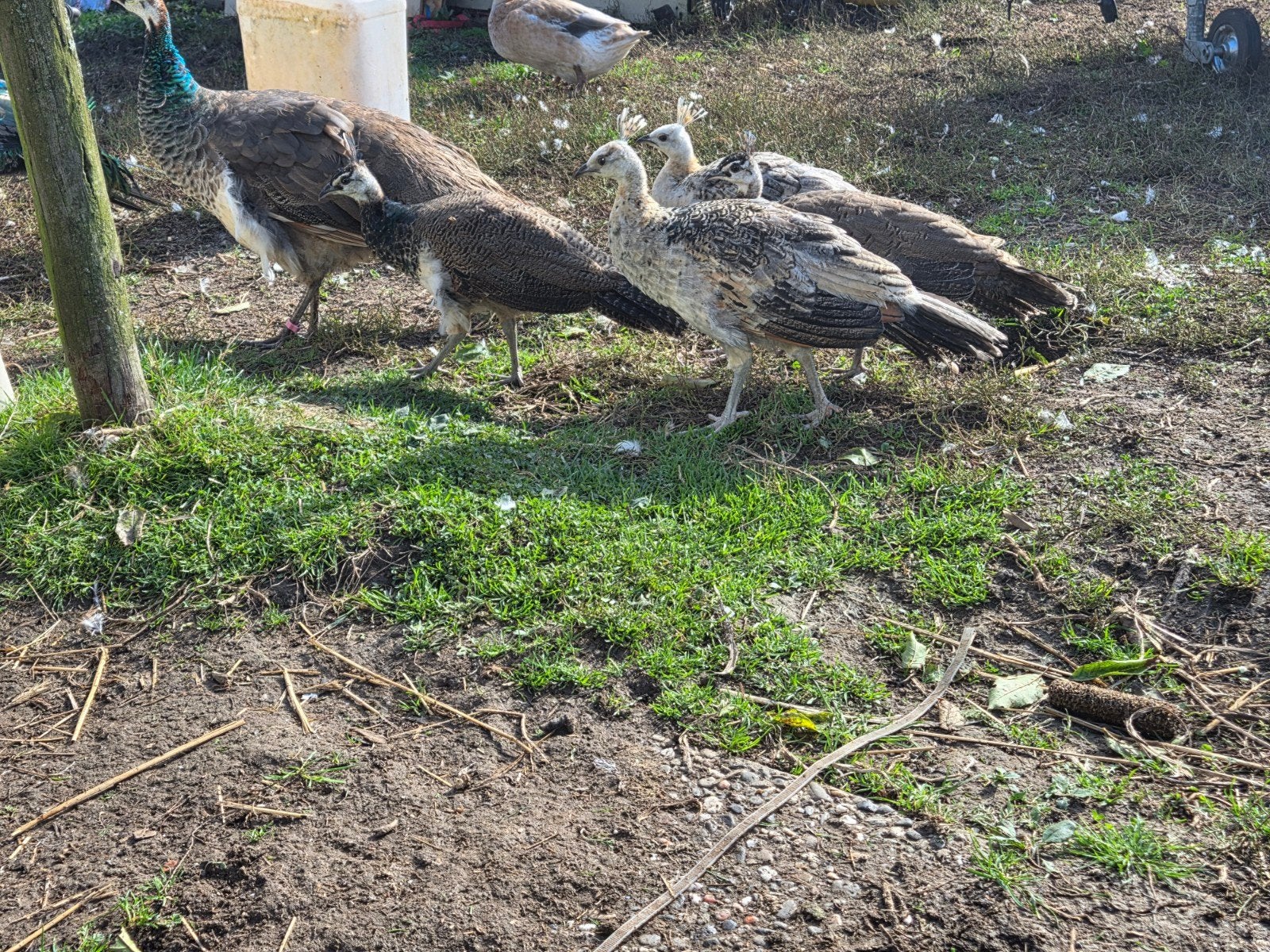 2 koppels jonge pauwen, Dieren en Toebehoren