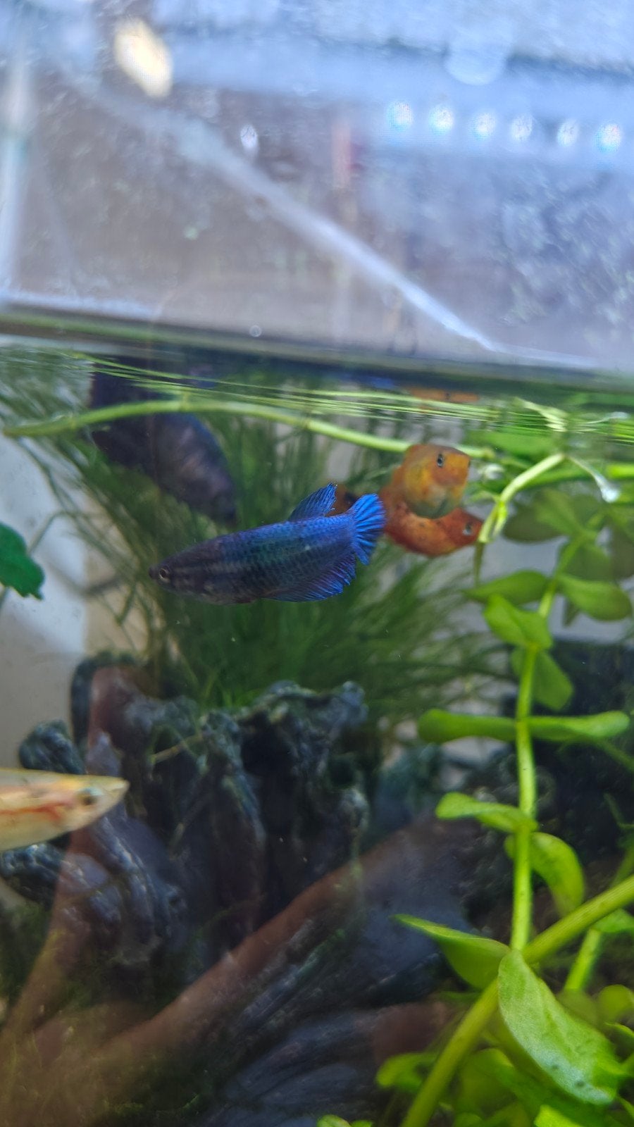 Betta vis, Dieren en Toebehoren, Vissen | Aquariumvissen, Vis