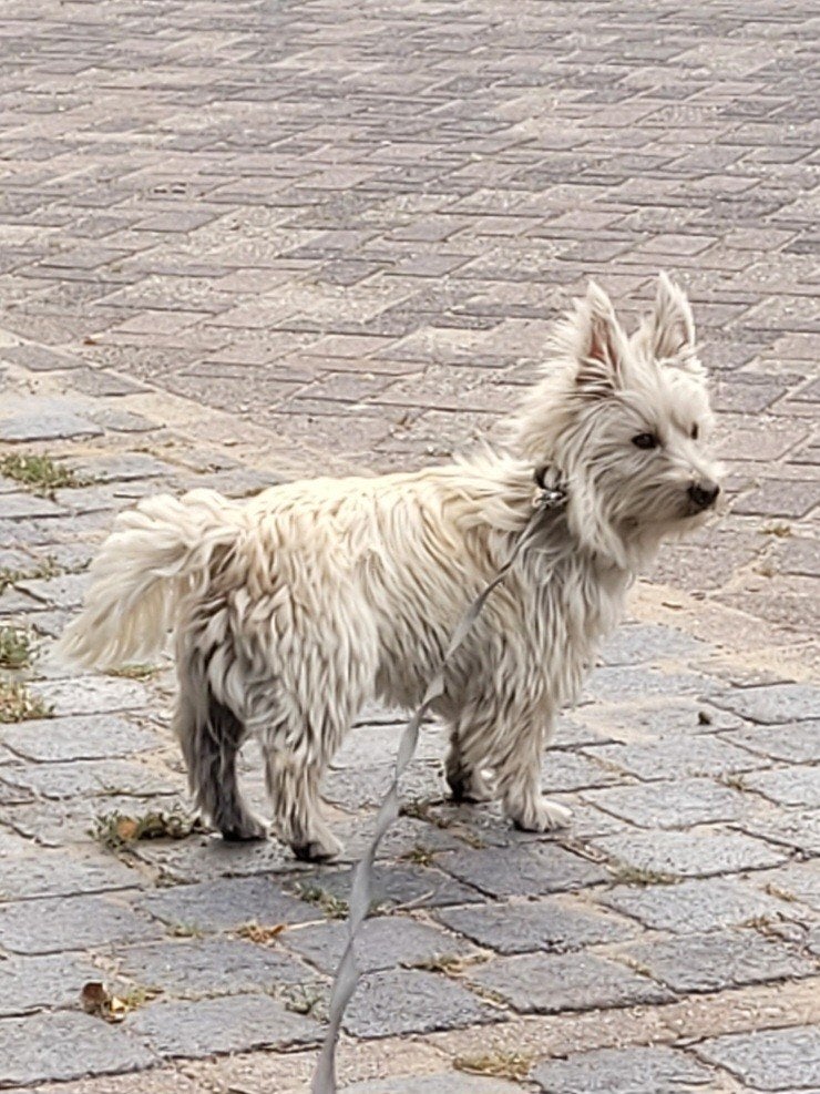 Lichte Cairn Terrier, Rabiës (hondsdolheid), Reu, 1 tot 2 jaar, Eén hond