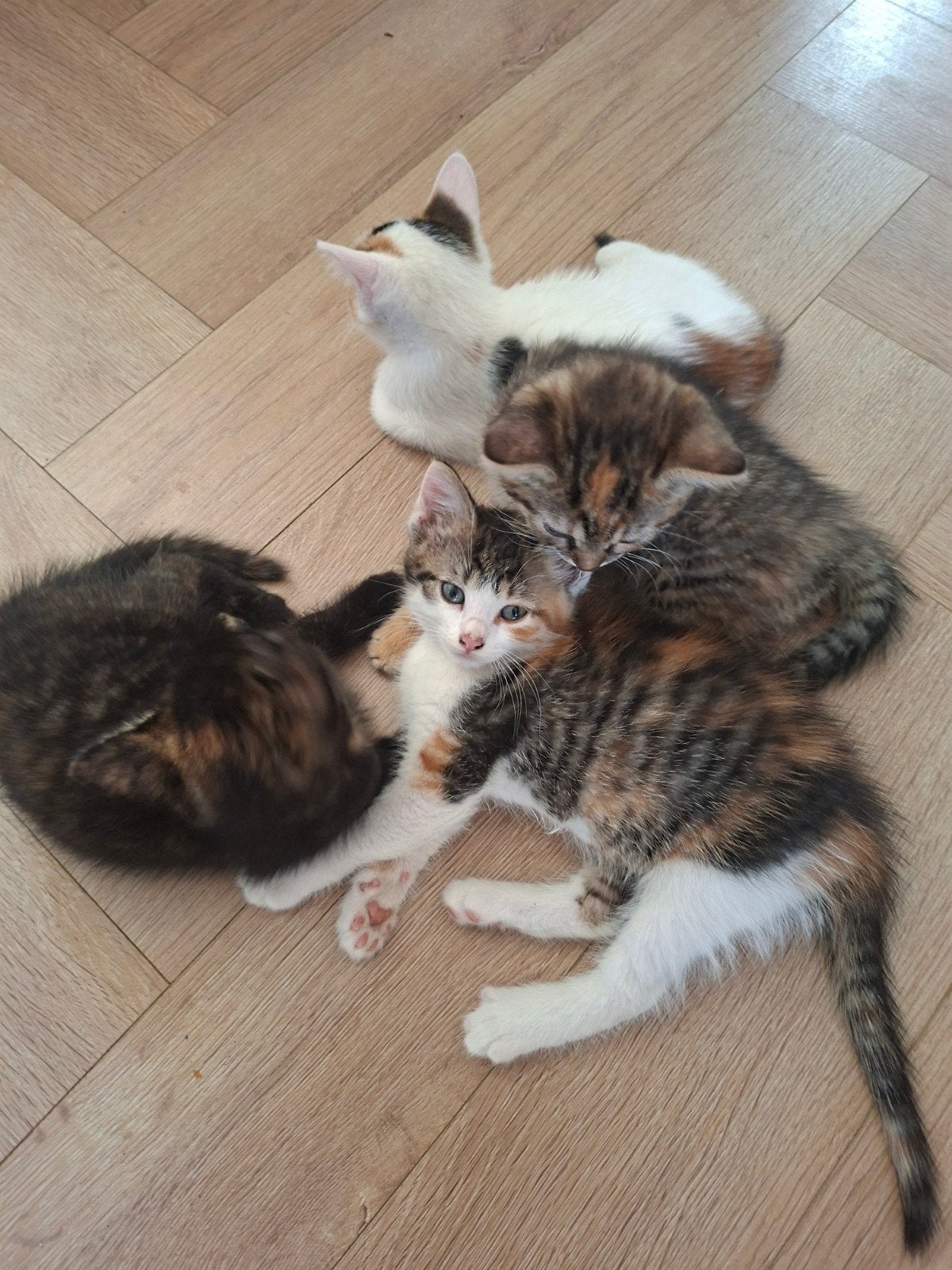 Lieve, sociale aanhankelijke kittens, Poes