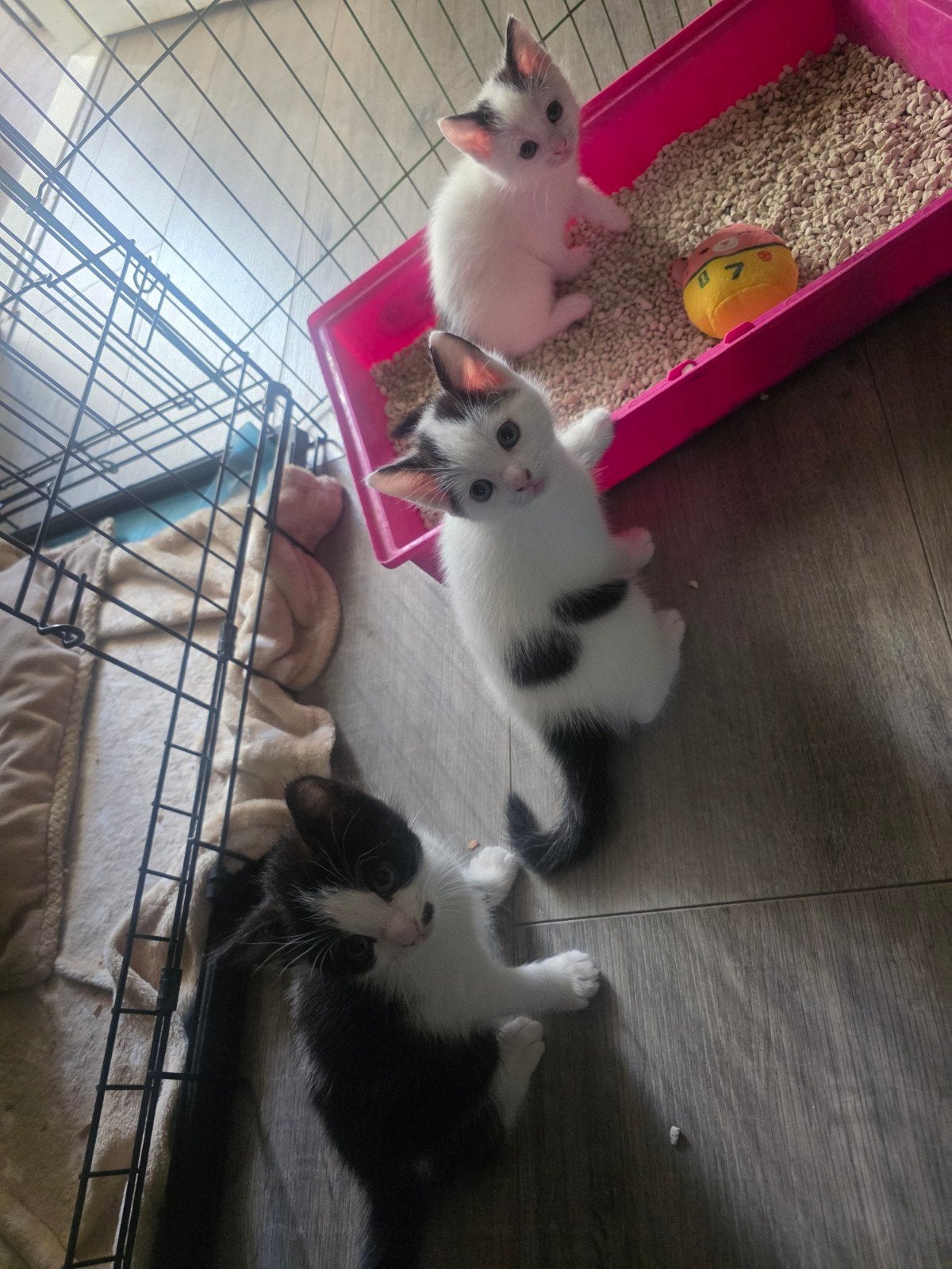 4 lieve mooie speelse kittens